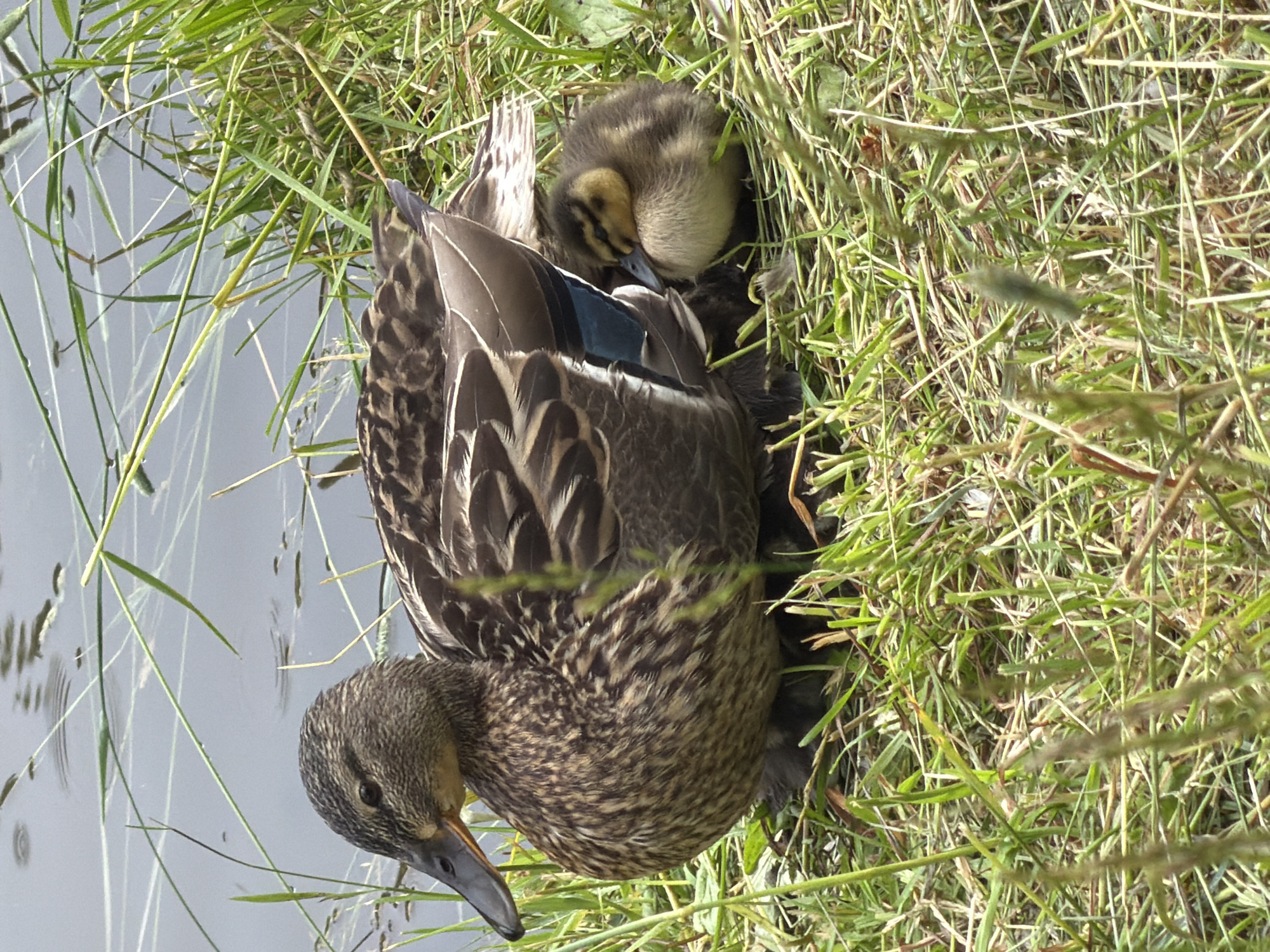This image depicts a mother mallard duck nestled in tall grass near the water's edge. Beside her, a single duckling is tucked under her wing, fast asleep. The duck and duckling are the primary subjects. The environment includes lush green grass, a calm body of water with ripples, and some aquatic plants. The scene suggests a peaceful moment of rest for the waterfowl. There are no people or signs of human activity visible in the image. The image does not provide any specific information to determine a location within the city of Moscow, Russia.
