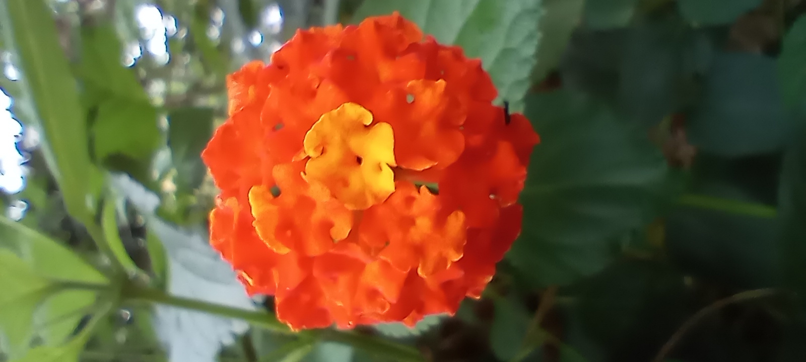 A close-up, vertical shot shows a vibrant cluster of small, brightly colored flowers, predominantly orange with some yellow accents. The flowers are clustered together in a rounded form. The background is soft and out of focus, revealing green foliage and hints of brighter light, suggesting an outdoor setting. The image does not contain any specific information or context to identify a location within the city of Gelsenkirchen, Germany.