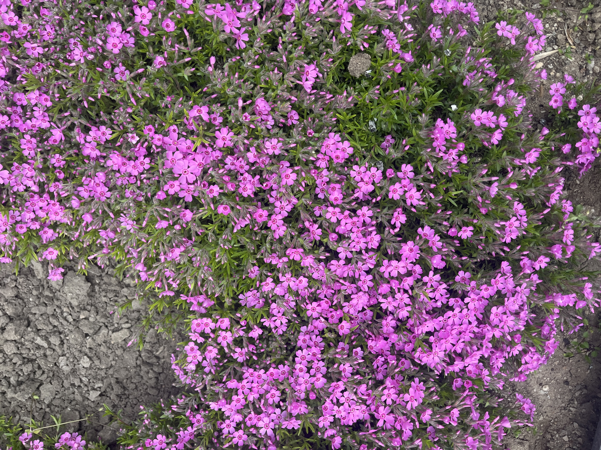 The image displays a dense patch of small, vibrant pink to purple flowers, covering most of the frame. These five-petaled blossoms feature a slightly darker center and are abundant, indicating a plant in full bloom. Numerous unopened buds and green, narrow foliage are visible beneath and between the flowers, creating a lush, textured groundcover.
Patches of dark, clumpy soil are visible, particularly in the bottom-left corner of the main image and along the edges in some cropped views, where the plant does not fully cover the ground. One of the cropped images shows a small, gray, spherical object, possibly an insect nest or a clod of dried mud, nestled among the flowers and leaves.
The lighting appears to be natural daylight, without harsh shadows, suggesting an overcast day or soft direct sunlight. No people, animals, or artificial structures are visible. The scene captures a close-up view of a flowering plant in an outdoor setting, likely a garden or natural landscape, located in Plovdiv, Bulgaria. There is no visible text in the image.