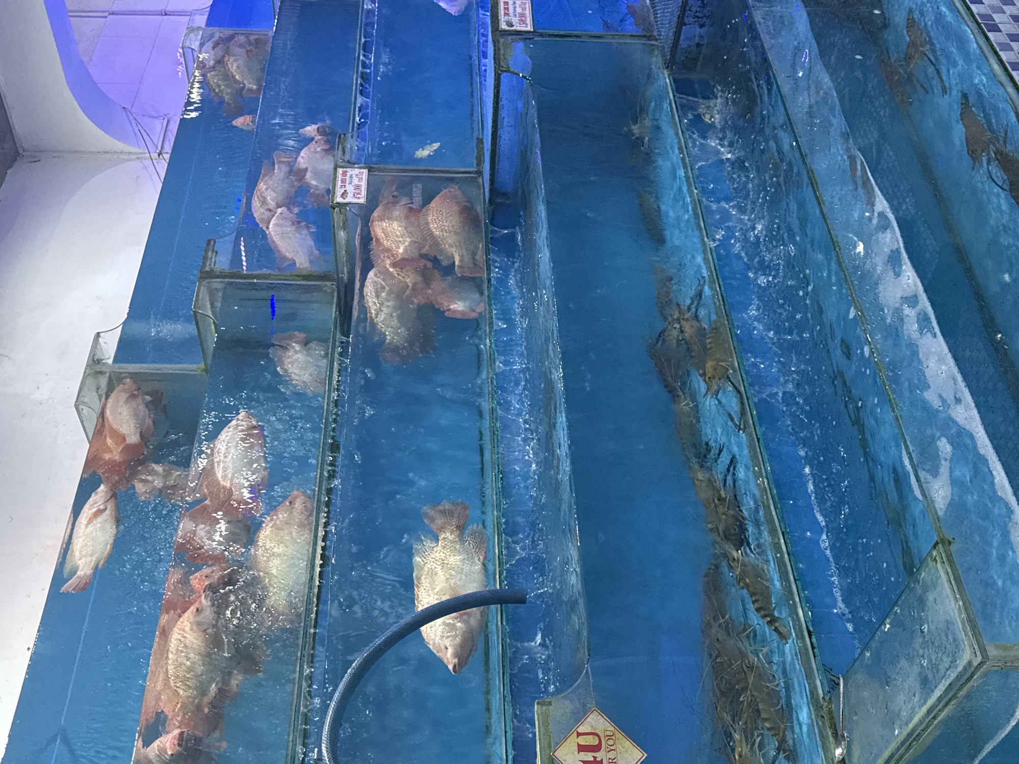 The image depicts a multilevel aquarium display likely situated in a seafood restaurant or market, potentially in Đà Nẵng, Vietnam. The aquarium is constructed of glass panels, arranged in a stepped formation, with each level containing blue-tinted water. Different species of fish occupy the various tanks. One section features a large number of what appear to be tilapia, while another houses crustaceans, likely shrimp or prawns. A blue hose enters one of the tanks, possibly to circulate or replenish the water. Price signs are visible on some of the tanks. The image is taken at an oblique angle, showcasing the depth and arrangement of the aquarium. The overall impression is one of a commercial aquatic display, presenting live seafood for customers.