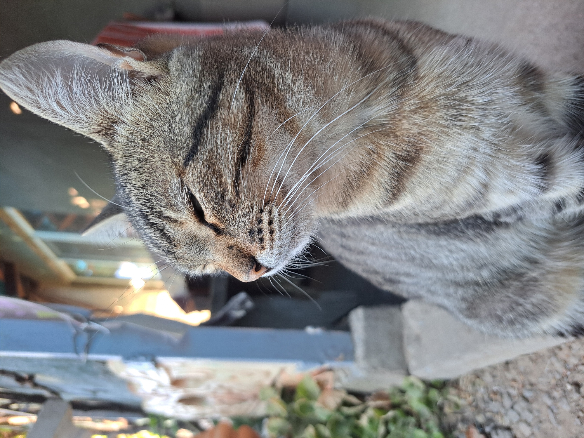A tabby cat is sitting on a concrete surface in front of a blurred background that suggests an outdoor setting with some building structures. The cat is facing to the left with its eyes partially closed. The fur of the cat is a mix of brown, grey, and black stripes. Its whiskers are long and white. In the background, there is a blue vertical pole, some green foliage, and hints of a building with windows. The lighting suggests it is daytime. The image was taken in Vypasne, Ukraine.