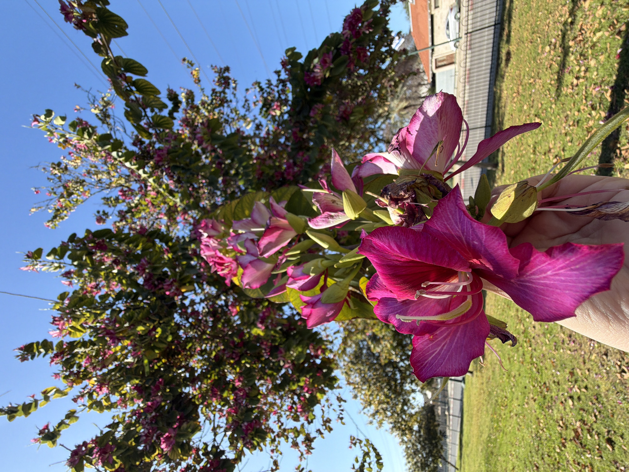 A close-up, low-angle photograph captures a human hand holding a cluster of vibrant magenta and pink *Bauhinia* (orchid tree) flowers in Tel-Aviv, Israel. The primary subject is the bouquet of blossoms, with a large, fully open magenta flower in the immediate foreground, showcasing its prominent white and pale yellow stamens and intricate petal veining. The hand, with visible skin texture on the knuckles, supports the flowers, some of which appear to be in various stages of bloom or decline. The midground features a manicured grassy lawn with scattered brown leaves or petals on the ground. A dark metal fence with vertical bars separates the grass from a paved road. Beyond the road, a light-colored building with a terracotta-tiled roof is visible, with a white vehicle parked in front of it. The background is dominated by a large tree covered in numerous pink flowers, consistent with the held bouquet, under a clear, bright blue sky. Overhead power lines are visible spanning the upper portion of the frame.