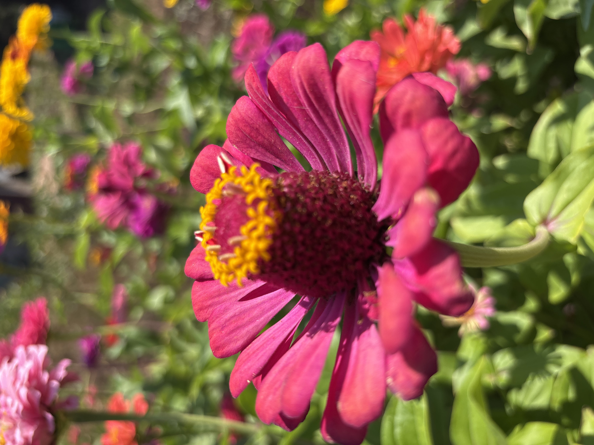 A close-up, slightly angled shot showcases a vibrant pink zinnia flower in the foreground, its petals unfurling outwards. The center of the zinnia is a cluster of bright yellow stamens. In the background, a garden filled with other zinnias in various shades of pink, orange, and yellow is visible, with green foliage interspersed throughout. The lighting suggests it is daytime, with sunlight casting shadows. The image does not provide any information about its location in Orenburg, Russia, or any people, actions, or interactions.