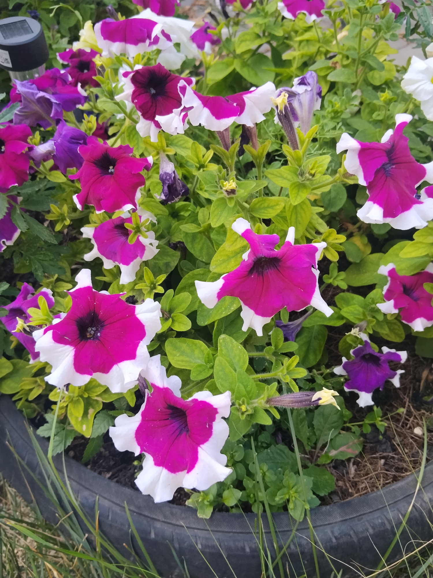 The image shows a close-up view of a flower bed filled with petunias. The petunias are a mix of colors, including bright magenta with white edges, deep purple, and some pure white. They are planted in a dark, loamy soil, contained within a repurposed tire, which is partially visible in the foreground. The tire is dark gray and worn, with green grass growing around and within it. The background consists of more greenery and what appears to be a solar-powered garden light on a stake, a common sight in residential areas or public gardens. The overall scene is one of a well-maintained garden or planter, likely in an outdoor setting. There are no people visible in the image. The exact location in Kokshetau, Kazakhstan is not discernible from the visual information alone.