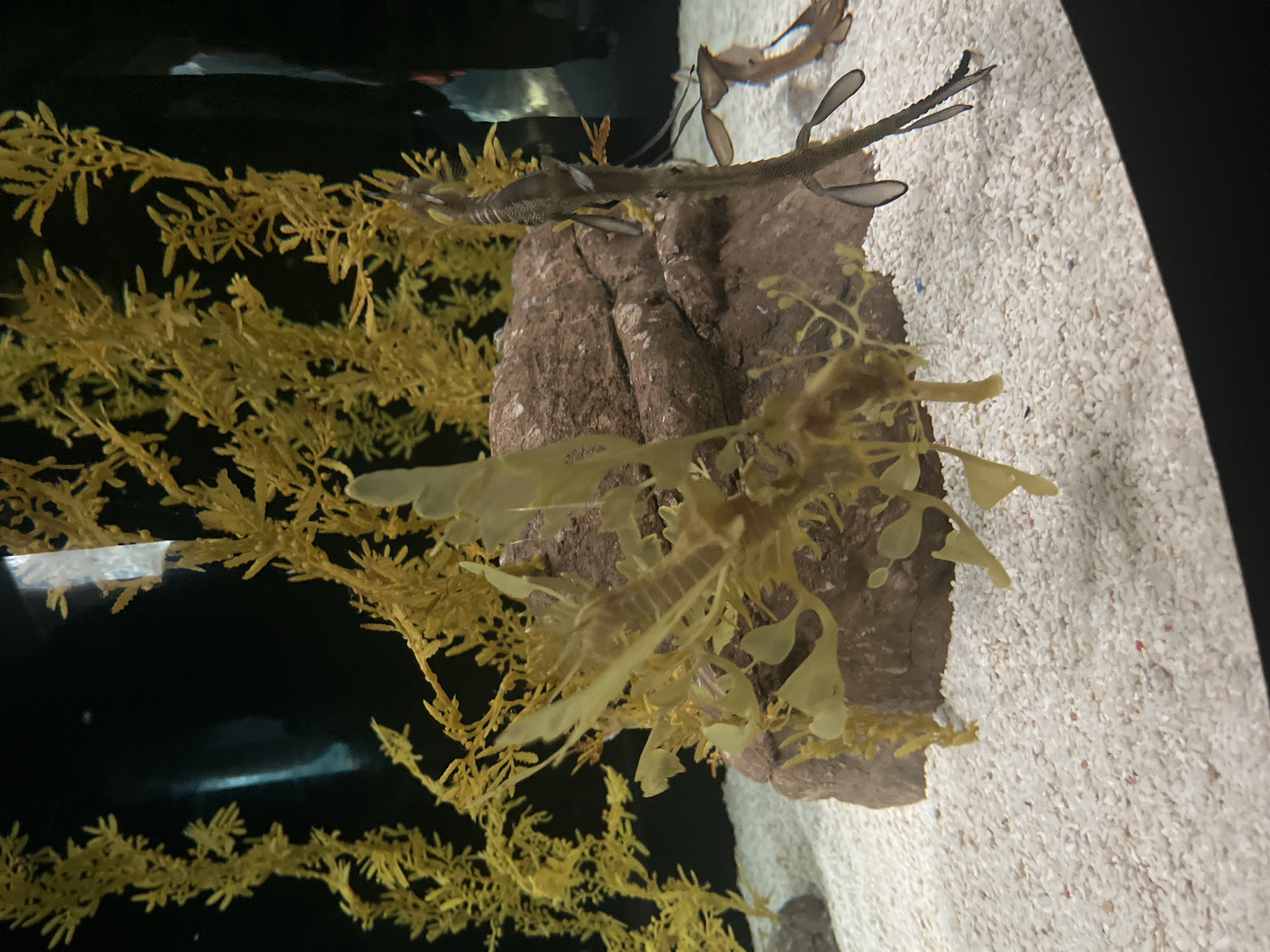 The image shows a saltwater aquarium exhibit, likely at the Oceanário de Lisboa in Lisbon, Portugal. The focus is on two Leafy Sea Dragons (Phycodurus eques), with one situated more prominently in the foreground. A second Sea Dragon is positioned on a rock in the background. The tank is decorated with brown-colored rock formations and artificial seaweed resembling vegetation. The aquarium's floor is covered in a light-colored sand substrate. The lighting in the aquarium is artificial and designed to mimic a natural underwater environment.
