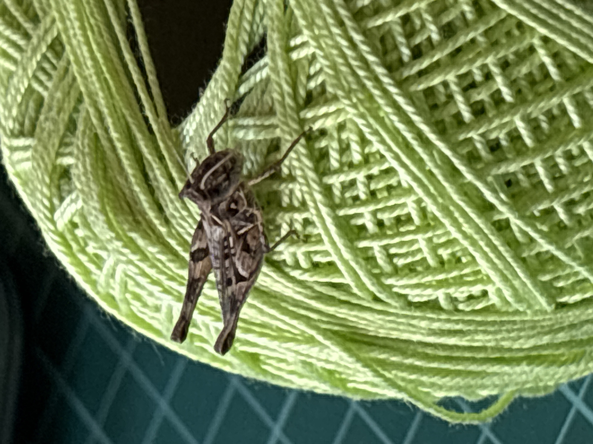 This is a close-up, high-angle shot of a small, brown and white insect resting on a ball of light green yarn. The insect is positioned on the left side of the frame, with its body parallel to the yarn. Its legs are splayed out, and its wings are folded over its back. The yarn is tightly wound, with visible texture and pattern from the weaving. The background is dark, suggesting the image was taken indoors or in a dimly lit area. The focus is sharp on the insect and the immediate surrounding yarn. The image has a shallow depth of field, with the yarn further away becoming slightly blurred. The overall impression is one of intricate detail and texture, highlighting the delicate features of the insect against the coarse structure of the yarn. There are no people, visible text, or specific cues about the time of day or weather, but the setting appears to be a crafting or hobby space.