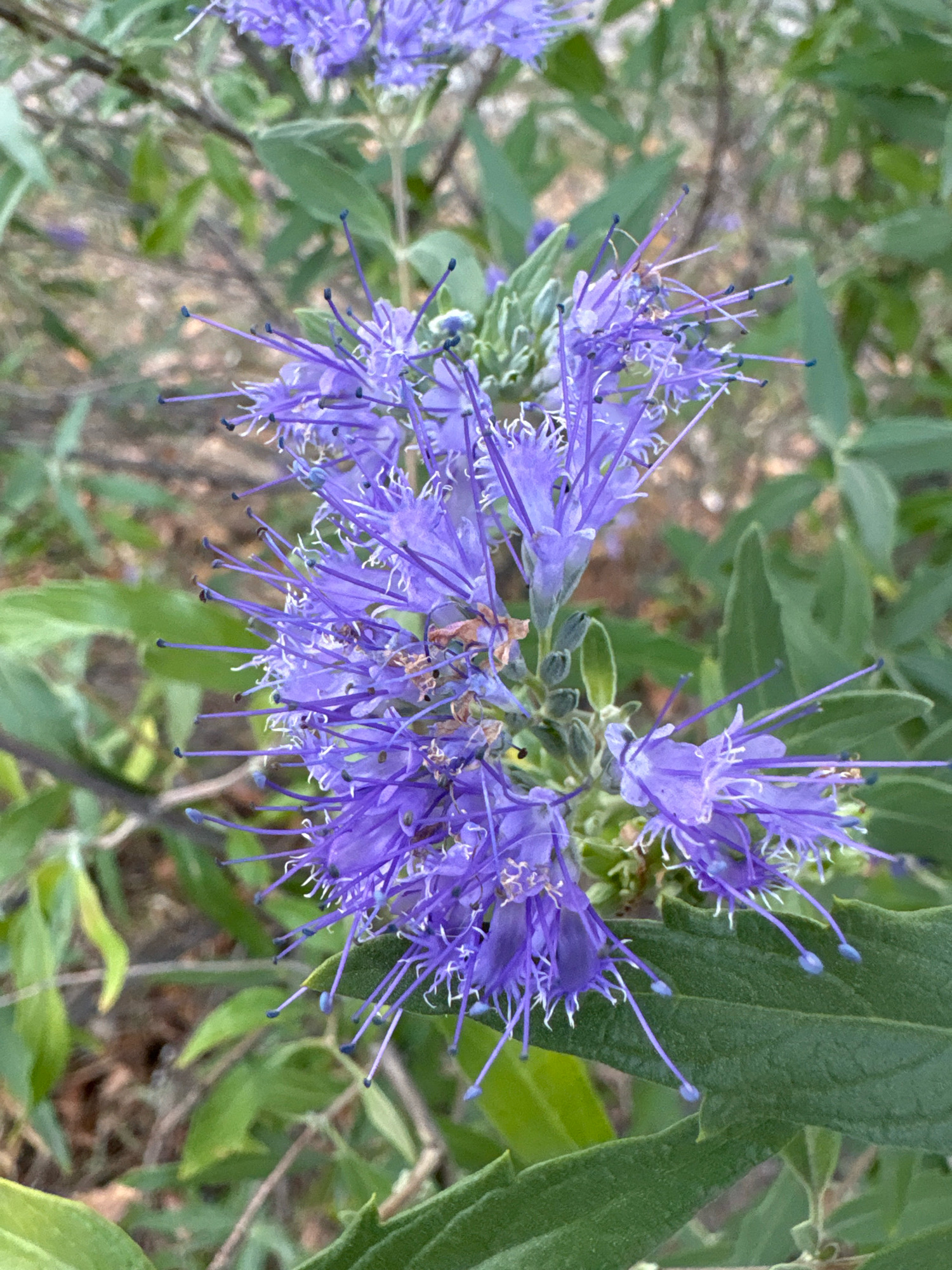 The image shows a close-up of a cluster of delicate, purple flowers with thin, thread-like petals and prominent stamens. The flowers are a vibrant shade of purple with some darker blue tips on the stamens. They are arranged in a spiky, bottlebrush-like formation. The background is a blur of green foliage and brown earth, suggesting an outdoor natural setting. There is no indication of the city of Cherkasy, Ukraine, in the image. The focus is entirely on the floral subject.