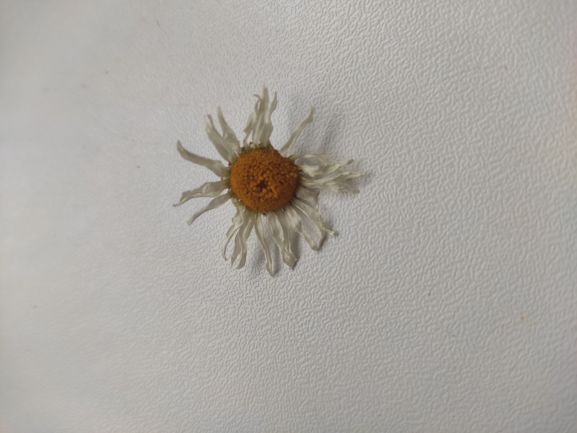 A single dried daisy with an orange center and white petals lies on a textured white surface. The daisy is positioned in the lower right quadrant of the image. The surface appears to be a table or a wall with a subtle, repeating pattern of raised lines. There are no people or other objects visible in the image. The lighting is soft, casting no distinct shadows. The location in Sterlitamak, Russia, is not discernible from the visual information provided.