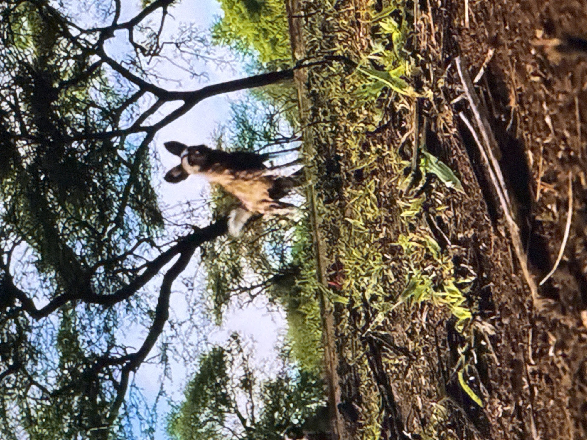 The image displays a natural outdoor scene, possibly a savanna or woodland environment, featuring an African wild dog standing amongst sparse vegetation and trees. The ground is covered in dry soil and fallen leaves, with some green grass and small plants emerging. The wild dog is the central subject, looking towards the viewer. The background consists of trees with dense foliage and a bright sky. The overall impression is one of a wildlife habitat. There is no indication of the city of Springboro, United States of America, or any urban elements present in the image.