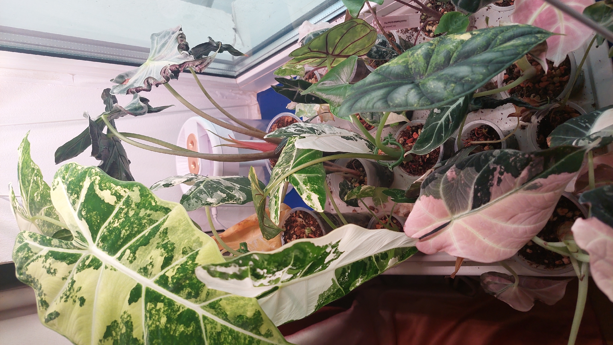 The image depicts a collection of houseplants, primarily Alocasia varieties, arranged on a windowsill in Komsomolsk-on-Amur, Russia. The plants exhibit a range of variegation, including green, white, and pink patterns on their leaves. Some plants are in clear plastic pots, while others are in brown pots. A small white humidifier is visible in the background. The lighting suggests an indoor setting, likely near a window providing natural light. There are no people or animals visible in the image. The overall scene is a close-up view of a domestic plant collection.