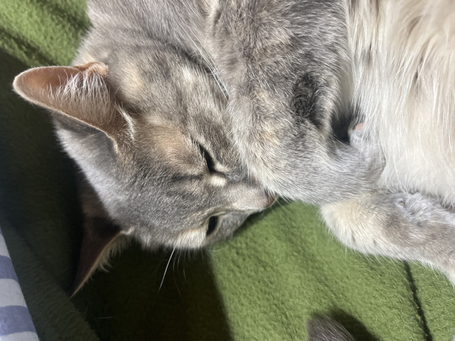 A domestic cat, exhibiting a diluted tortoiseshell or calico fur pattern with primary gray, white, and subtle tan markings, is depicted resting in a curled position on a textured green blanket. The animal's eyes are closed, suggesting sleep or deep relaxation. Its front paws are tucked close to its body, with one paw partially obscuring its face. A small, pink paw pad is visible on the underside of one paw. A segment of the cat's tail is visible in the lower-left portion of the frame. In the upper-left background, a striped blue and white fabric is partially visible. The scene is located in the city of Ushuaia, Argentina.