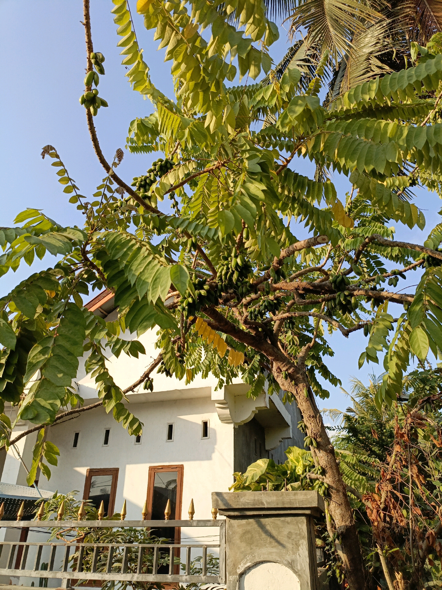 The image depicts a tree laden with small, green, elongated fruits, likely Averrhoa bilimbi, a common sour fruit in Indonesia. The tree's branches extend across the frame, with its leaves catching the warm light of what appears to be late afternoon sun. In the background, a white-walled building with wooden-framed windows and small rectangular vents is visible. A metal fence with pointed finials separates the building from the foreground. The presence of palm fronds from a coconut tree suggests a tropical or subtropical environment. The overall scene is consistent with a residential area in a coastal region of Indonesia, such as Bulukumba, known for its tropical climate and agricultural bounty.