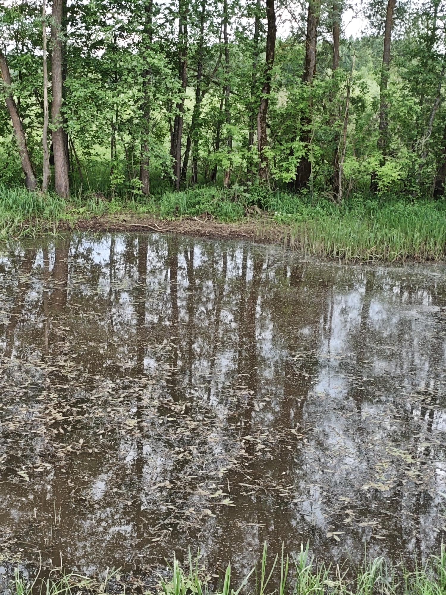 A still body of water reflects the trees lining its bank. Small vegetation, including grass, grows along the water's edge. Debris and leaves float on the water's surface. The location is Боровково, Russia.