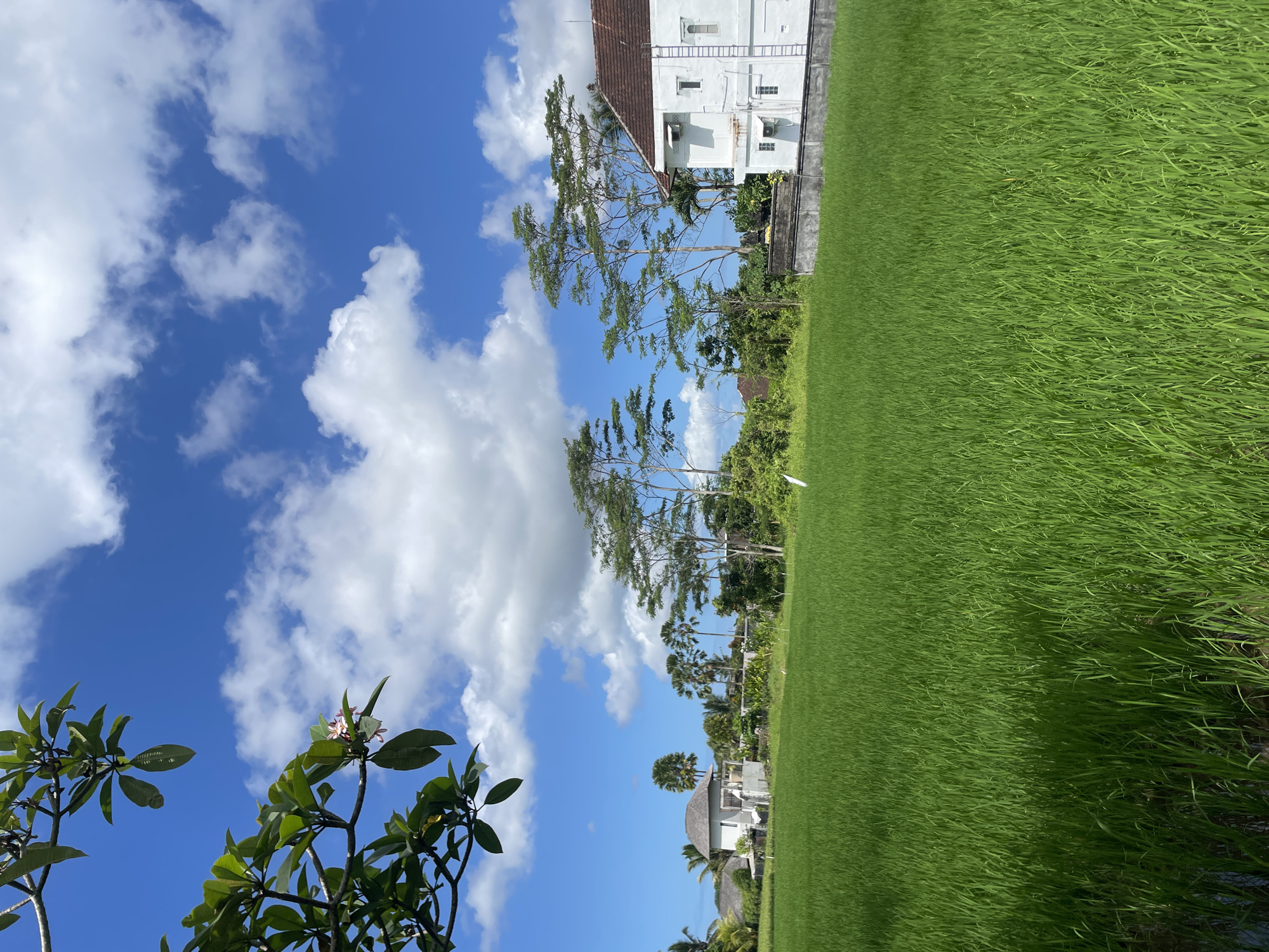 The image depicts a verdant rice paddy field in the Ubud District, Indonesia, under a bright blue sky dotted with puffy white clouds. Adjacent to the field is a white building with a red-tiled roof, partially obscured by tall trees with slender branches. Other buildings are visible in the background. In the lower left corner of the frame, a tree branch with green leaves and pink flowers is visible.