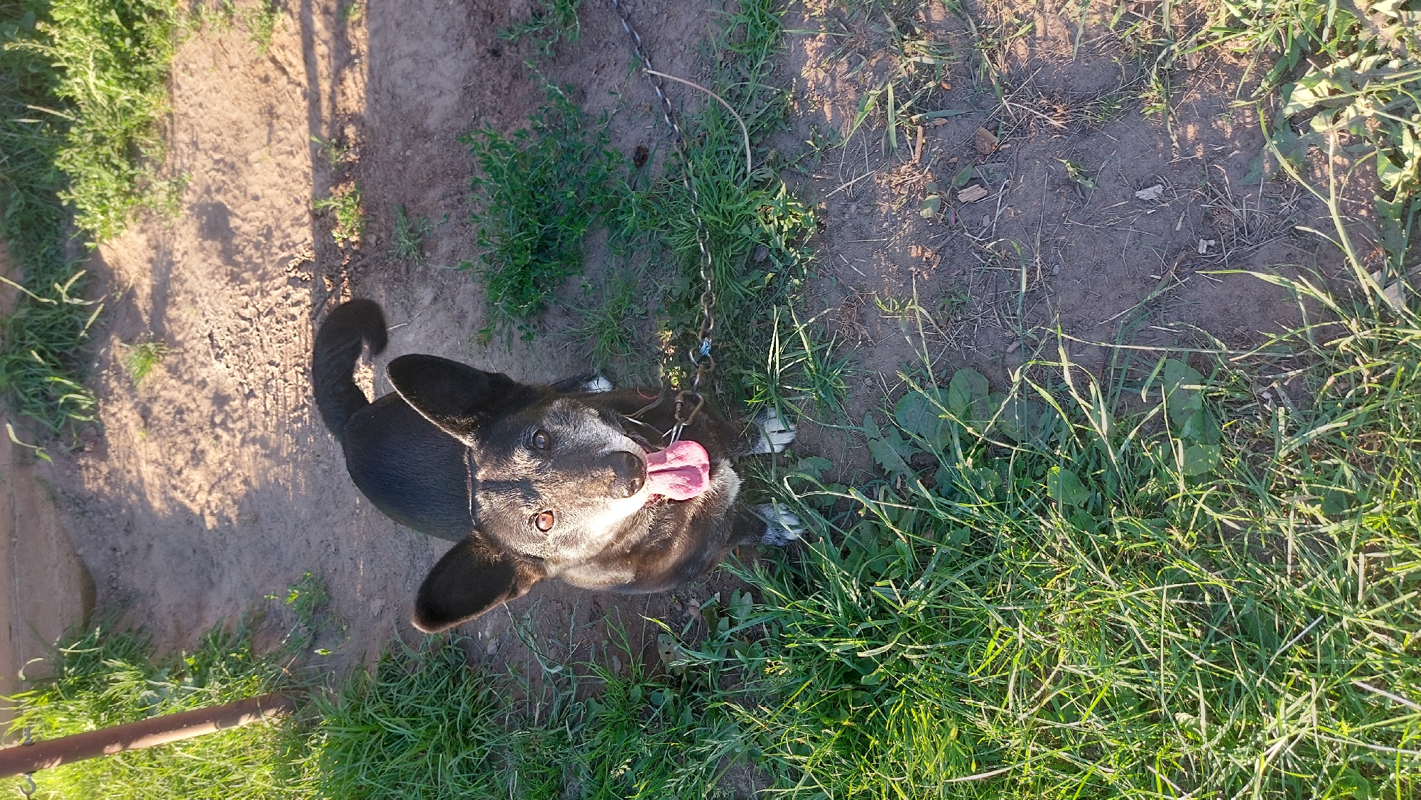 A black and gray dog with large ears and a pink tongue sticking out sits on dirt and grass. The dog is facing the camera and appears to be looking up. The background consists of dirt, grass, and a wooden post. The overall scene suggests an outdoor setting, possibly a yard or park, in the city of Masty, Belarus.