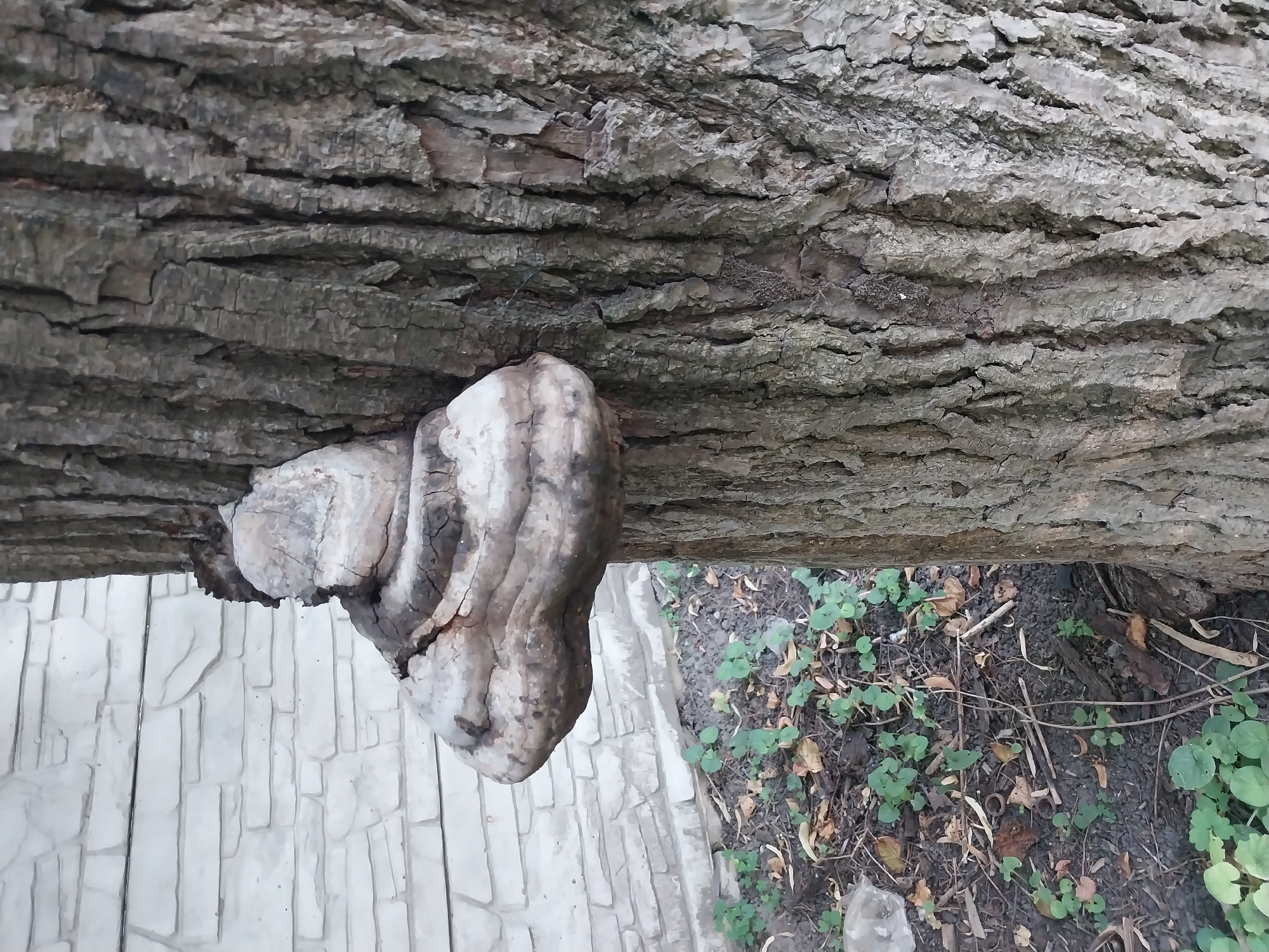 A tree with a large, shelf-like fungus growing from its trunk stands next to a white, textured brick wall. The ground beneath the tree is covered in dark soil, small green plants, fallen leaves, and debris. The scene appears to be in an outdoor urban environment, possibly a yard or park, in the city of Doslidne, Ukraine. There are no people or animals visible in the image.