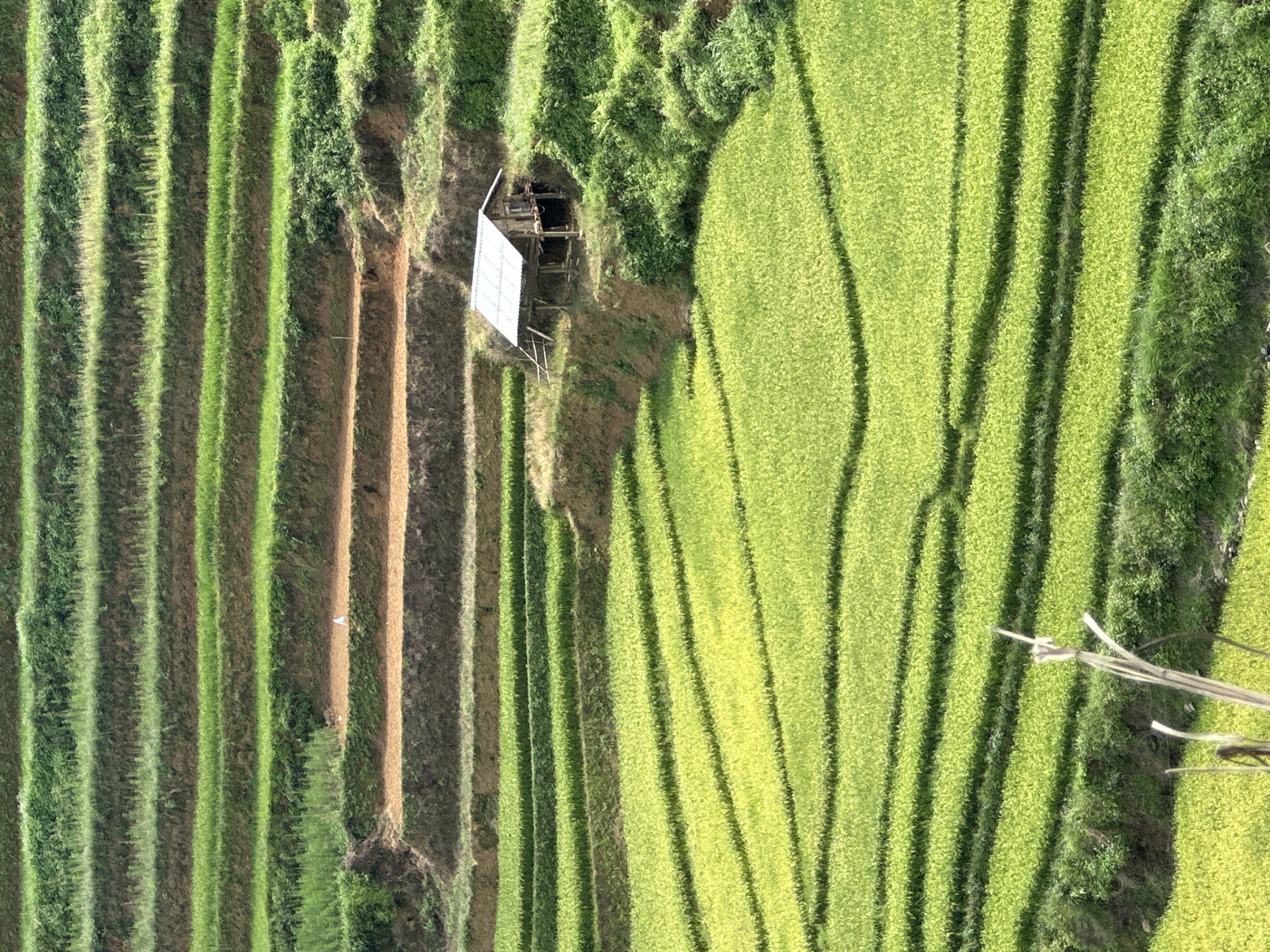 This image captures a vibrant, elevated view of terraced rice fields, characteristic of mountainous agricultural regions like Khao Mang, Vietnam. The photograph is oriented vertically, showcasing numerous parallel strips of green and earthy brown tones that extend from the top to the bottom of the frame. These represent successive levels of rice paddies and the earthen walls or pathways separating them.
On the left side, the terraces appear to have more exposed soil or less dense vegetation, showing prominent brown sections interspersed with lighter green. Towards the right, the fields transition into a rich, dense green, indicating thriving rice crops in a lush growth stage. The bright daylight creates strong shadows, accentuating the contours and steps of the terraces and adding depth to the scene.
Near the upper central area of the image, a small, rustic wooden hut or shelter is nestled among the terraces and surrounded by darker green foliage. It features a distinctive light-colored, possibly corrugated metal, roof and appears to be constructed on a raised platform or stilts. This structure is a common sight in such farming landscapes, likely serving as a temporary dwelling or storage space.
The scene is devoid of people, conveying a sense of tranquility and the vastness of the cultivated landscape. The clear skies and strong shadows indicate bright, sunny weather during the day. There is no visible text in the image. The overall impression is one of a meticulously cultivated and picturesque rural environment, showcasing traditional agricultural practices on steep terrain.