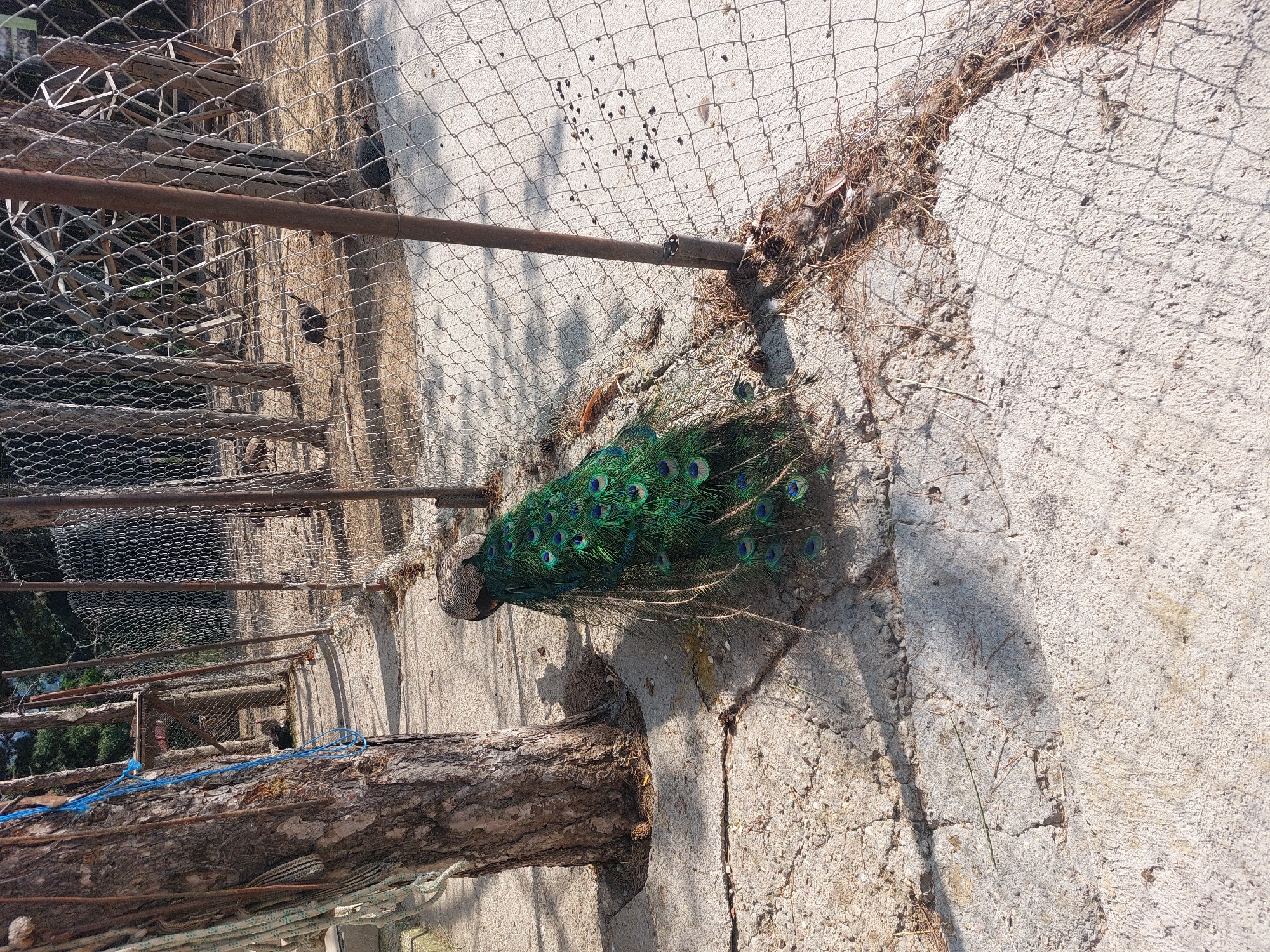 A peacock with its tail fanned out stands next to a tree in an enclosure. The ground is paved with concrete and there is a wire fence. Other birds are visible in the background, and trees are present behind the fence. This scene is located in Hadzhidimovo, Bulgaria.