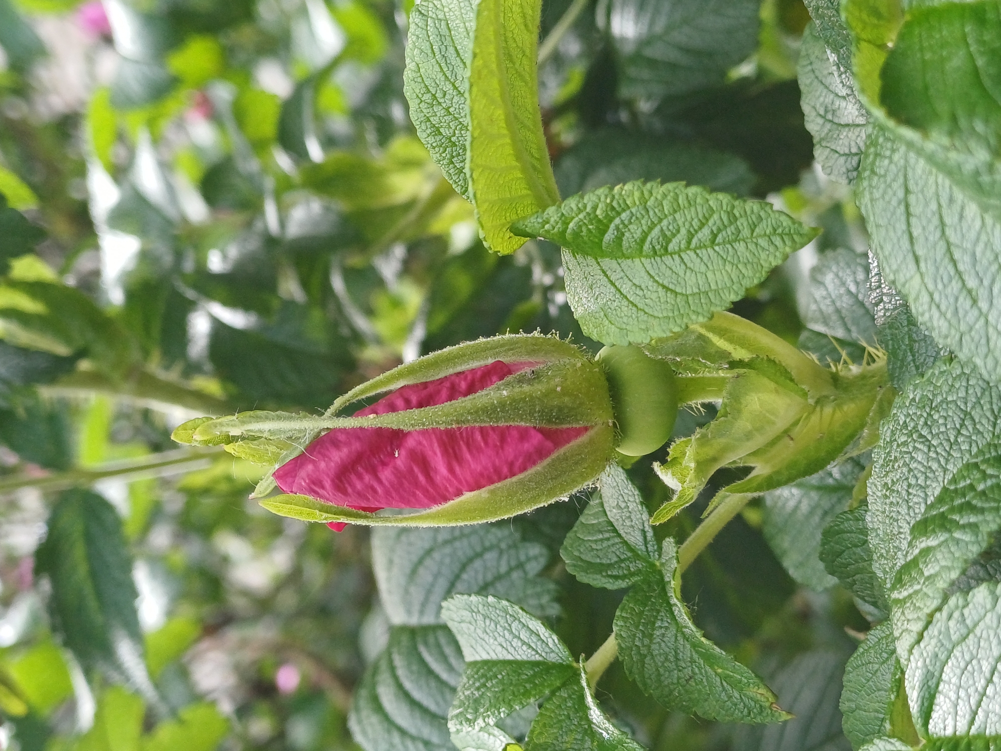 The image shows a close-up, eye-level view of a single, unopened pink rose bud surrounded by lush green foliage. The rose bud is tightly closed, with its deep pink petals peeking out from between the green sepals. The sepals are covered in fine, fuzzy hairs, and small water droplets are visible on their surface, suggesting recent rain or dew. The leaves are a vibrant green, with a textured, slightly wrinkled surface. The background is a blur of more green leaves and hints of lighter colors, indicating a garden setting. There are no people or man-made structures visible in the image. This photograph was taken in Riga, Latvia.