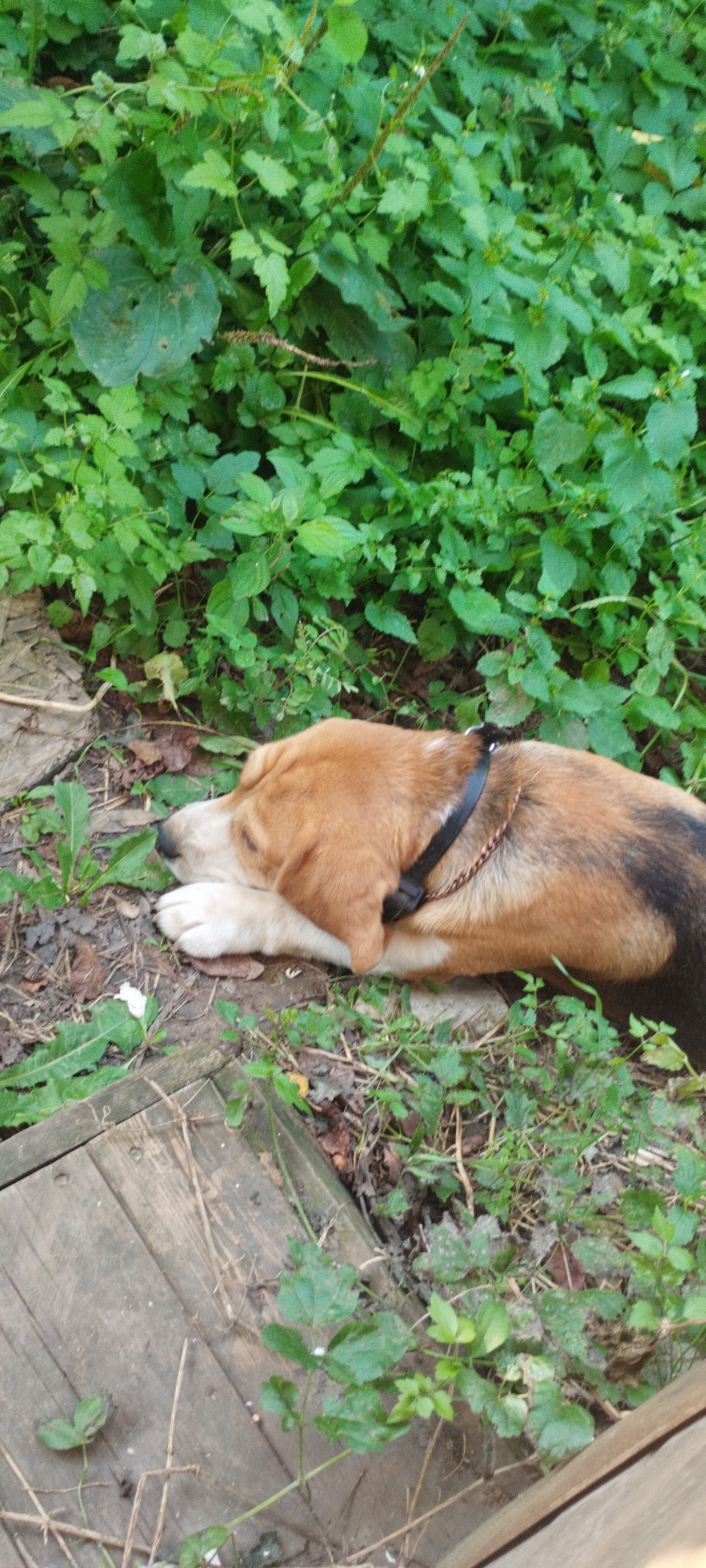 A tri-colored beagle sleeps in a patch of green foliage, its head resting on its paw. The dog is wearing a black collar with a chain accent. The background consists of dense green plants and a wooden surface in the foreground. The scene appears to be outdoors in a natural setting.