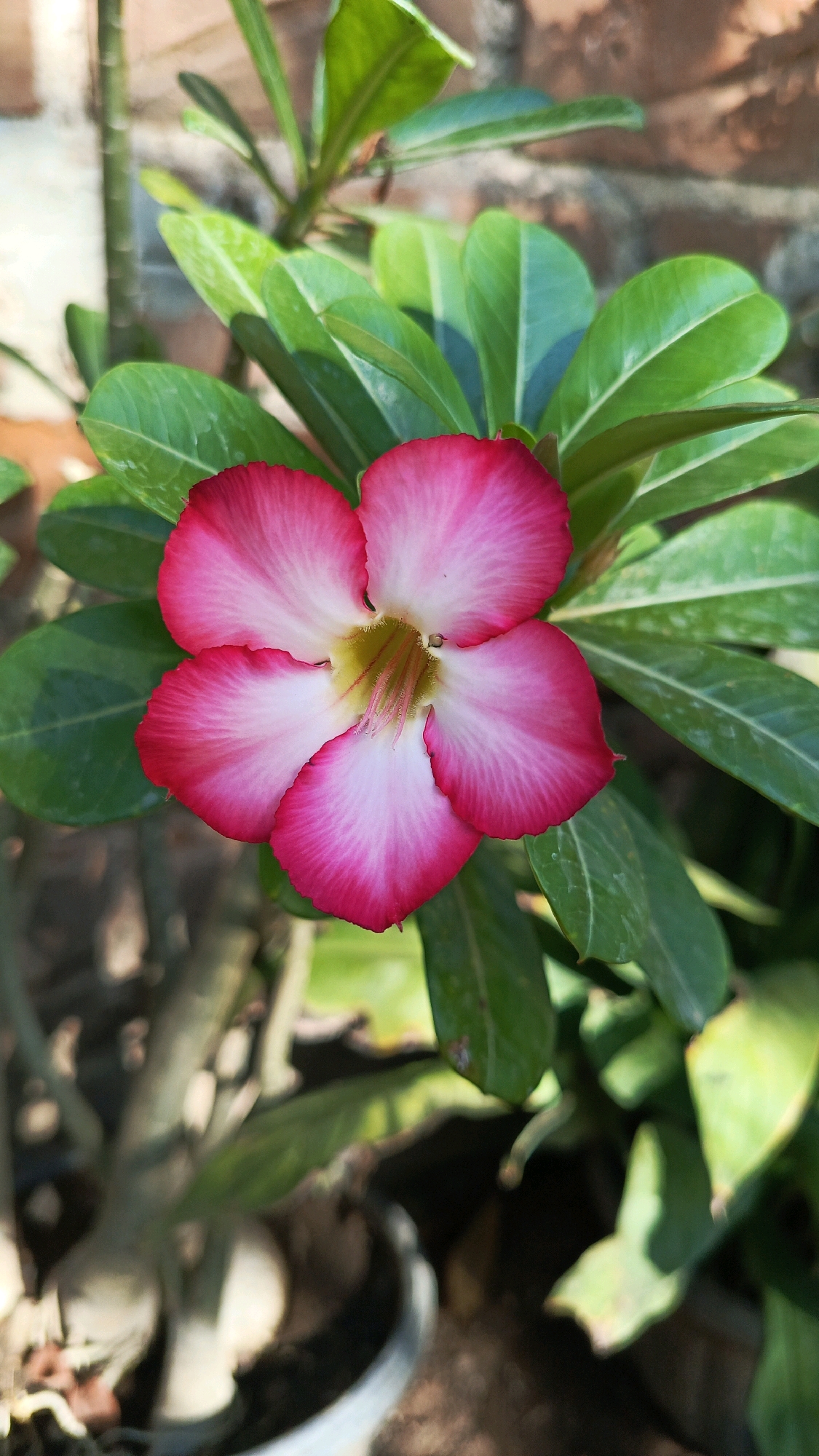 An Adenium flower with five pink and white petals is in full bloom. The flower is positioned in the center of the frame, surrounded by lush green leaves. The background features a brick wall and some blurred foliage. The image was taken outdoors in the city of Bajang, Indonesia.