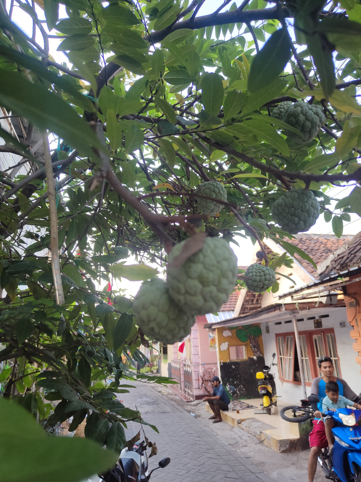In the city of Kauman, Indonesia, a scene unfolds beneath a tree laden with custard apples. The fruit, with its distinctive bumpy green skin, hangs in clusters from branches that extend over a paved alleyway. Sunlight filters through the dense foliage, casting dappled shadows.
On the right side of the alley, a residential building with a terracotta-tiled roof and white walls stands. The building features several windows with reddish-brown frames and a decorative mural on its facade depicting a tree and some birds. In front of the building, a bright yellow scooter is parked.
A man and a young boy are the central human figures in the foreground. The man, wearing a blue and gray long-sleeved shirt and red shorts, is riding a blue motorcycle, with the boy seated in front of him. The boy is dressed in a light blue short-sleeved shirt and red shorts. They are positioned on the alleyway, facing towards the viewer.
Further down the alley, near the entrance of the building, another man is seated on the ground. He is wearing a blue shirt and brown trousers and appears to be holding a phone. A small table is placed next to him.
A motorcycle is partially visible in the lower left corner of the image. The overall atmosphere suggests a typical day in a residential area, with the natural elements of the fruit tree complementing the man-made structures and daily life unfolding in the street.
