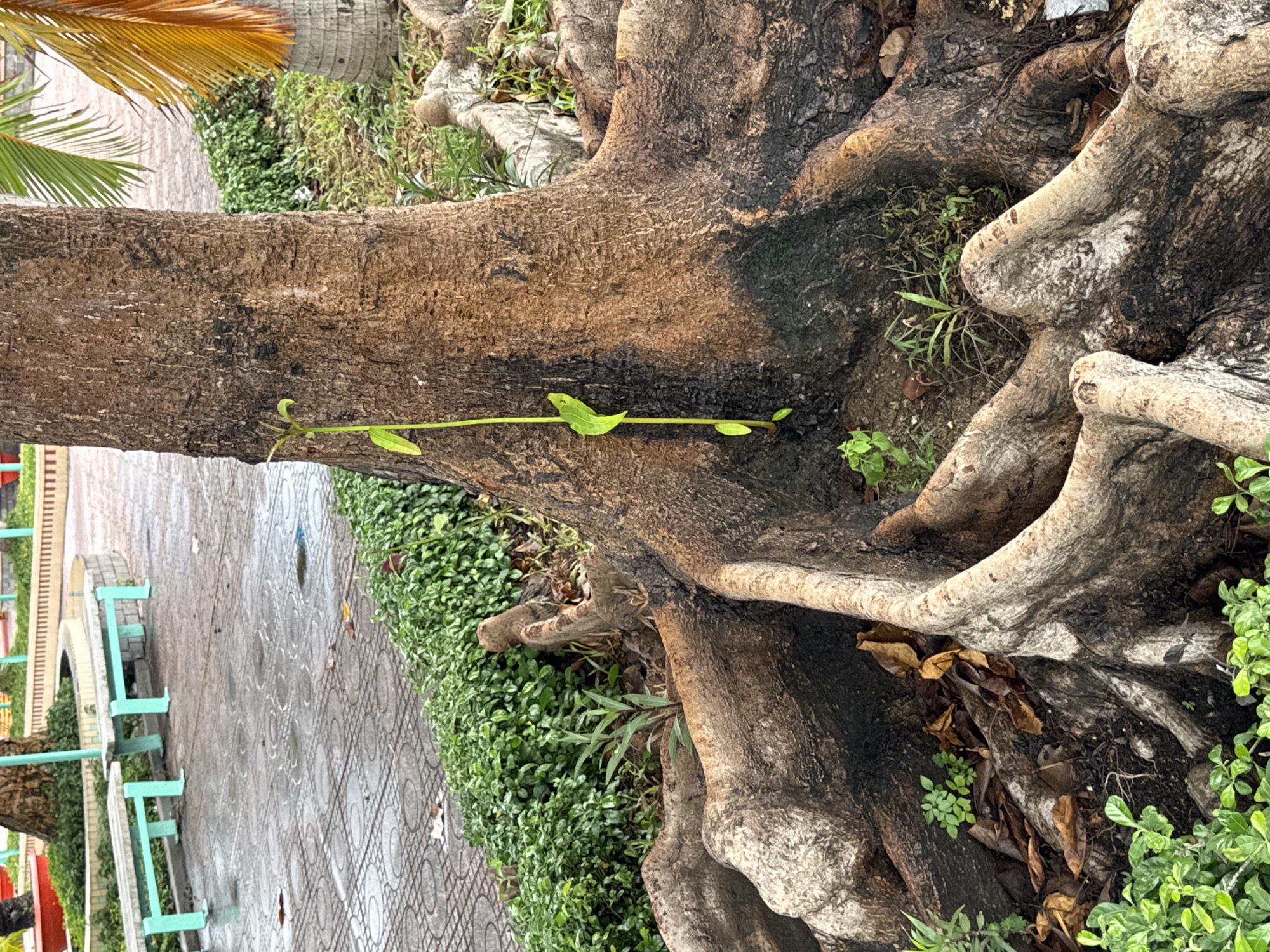 The image shows the base of a tree in Bac Nha Trang Ward, Vietnam. The tree has a thick trunk and exposed roots. A long, thin vine with green leaves grows along the side of the trunk. The ground around the tree is covered with small green plants and some dry leaves. In the background, there's a paved walkway, a park bench, and a glimpse of a coconut tree. The day appears overcast, possibly after a rain.