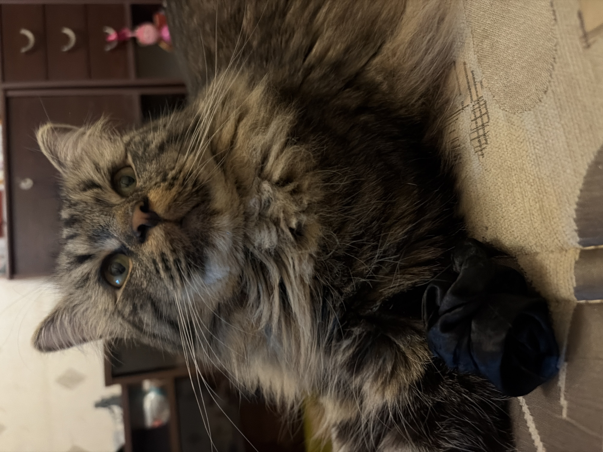This media file is a close-up, rotated shot of a long-haired tabby cat lying on a textured, light-colored surface. The cat's fur is a mix of brown, black, and gray tabby markings. Its head is tilted, and its green eyes are looking directly at the camera. Some of its whiskers are visible, extending outwards. In the lower right portion of the image, the cat's paw is resting on a dark, possibly fabric, object. The background is blurred, but appears to be an indoor setting with a dark wooden cabinet or shelf unit visible on the left. There are some decorative items on the shelf, including what look like crescent moons and pink, candy-like objects. The lighting suggests it is daytime, but the exact time is not determinable. The overall impression is one of a domestic pet relaxing in a home environment. There is no visible text in the image.