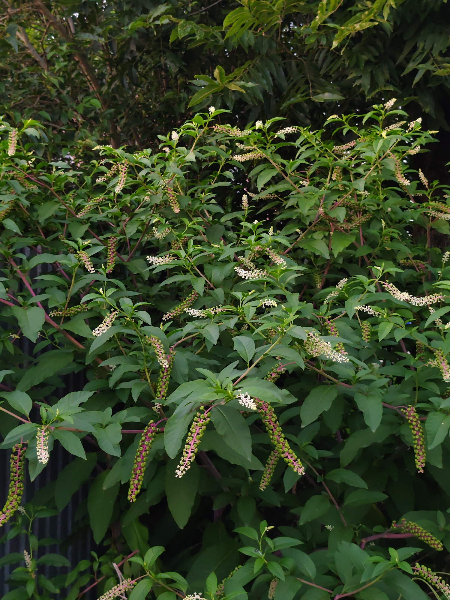 A cluster of American Pokeweed plants, with their distinctive racemes of white flowers and developing green berries, is visible in an outdoor environment. The plants have large, dark green leaves and reddish-purple stems. The background is densely filled with foliage, suggesting a natural or garden setting. There is a glimpse of a dark, corrugated metal fence on the left side of the image. The scene appears to be located in the city of Sochi, Russia, which is known for its subtropical climate and abundant greenery.