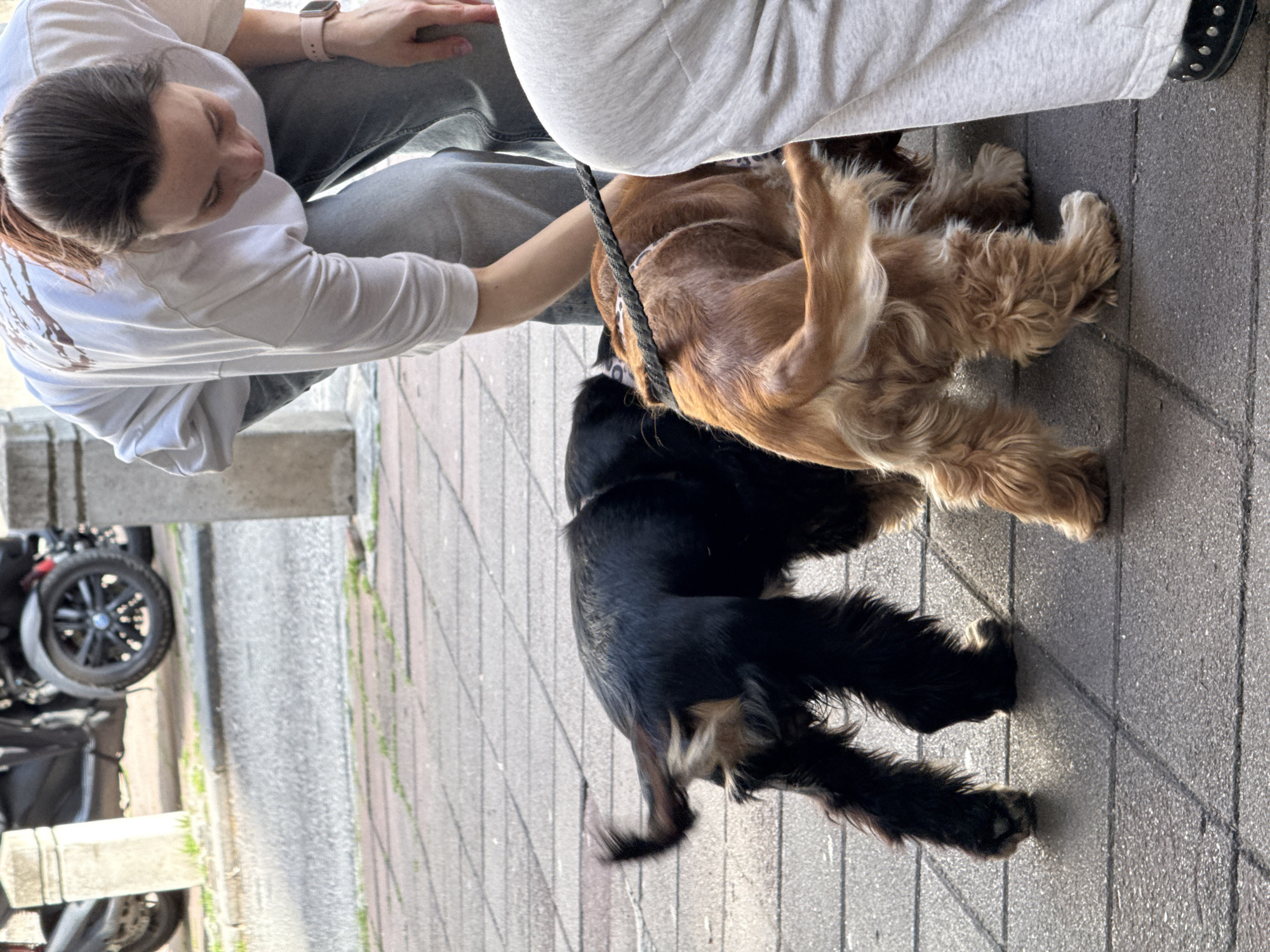 A woman crouches on a brick sidewalk, petting a brown and black spaniel mix dog on a leash. The woman wears a white shirt, gray pants, and a pink watch. The dog is mostly brown with black fur on its back. A gray rope leash is attached to the dog's collar. The location appears to be in Belgrade, Serbia, based on brick sidewalk and surrounding architecture. A parked motorcycle is partially visible in the background on the left side.