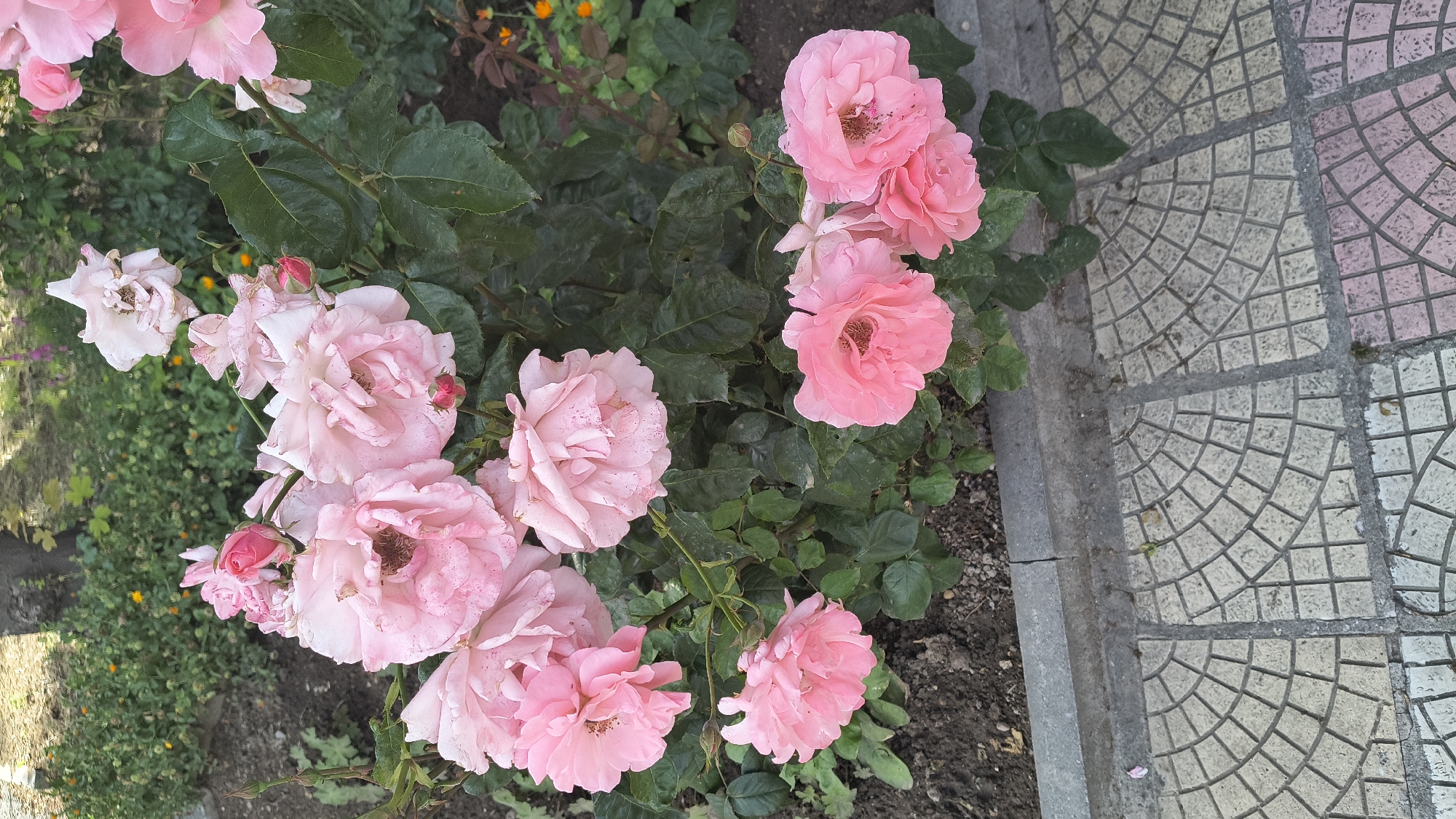 This vertical outdoor photograph, captured in Shumen, Bulgaria, presents a densely blooming rose bush situated within a garden bed, adjacent to a paved pedestrian walkway. The central subject comprises numerous large, multi-petaled roses, primarily in shades of light to medium pink. Several blooms are fully open, revealing their dark, possibly desiccated, central stamens and pistils, while others appear as tightly closed or partially unfurled buds. Some petals display minor spotting or discoloration. The roses are supported by dark green, ovate foliage, which densely occupies the mid-ground. The garden bed's soil, visible beneath and around the bush, is dark brown and appears loose. A grey concrete curb delineates the garden bed from a light-colored, patterned sidewalk composed of square tiles featuring a repeating segmented fan or radial mosaic design. The sidewalk exhibits variations in tone, including off-white, light grey, and subtle pink hues. In the background, beyond the immediate rose bush, additional green vegetation is visible, including smaller plants with sparse orange blossoms. No human subjects or explicit actions are depicted.