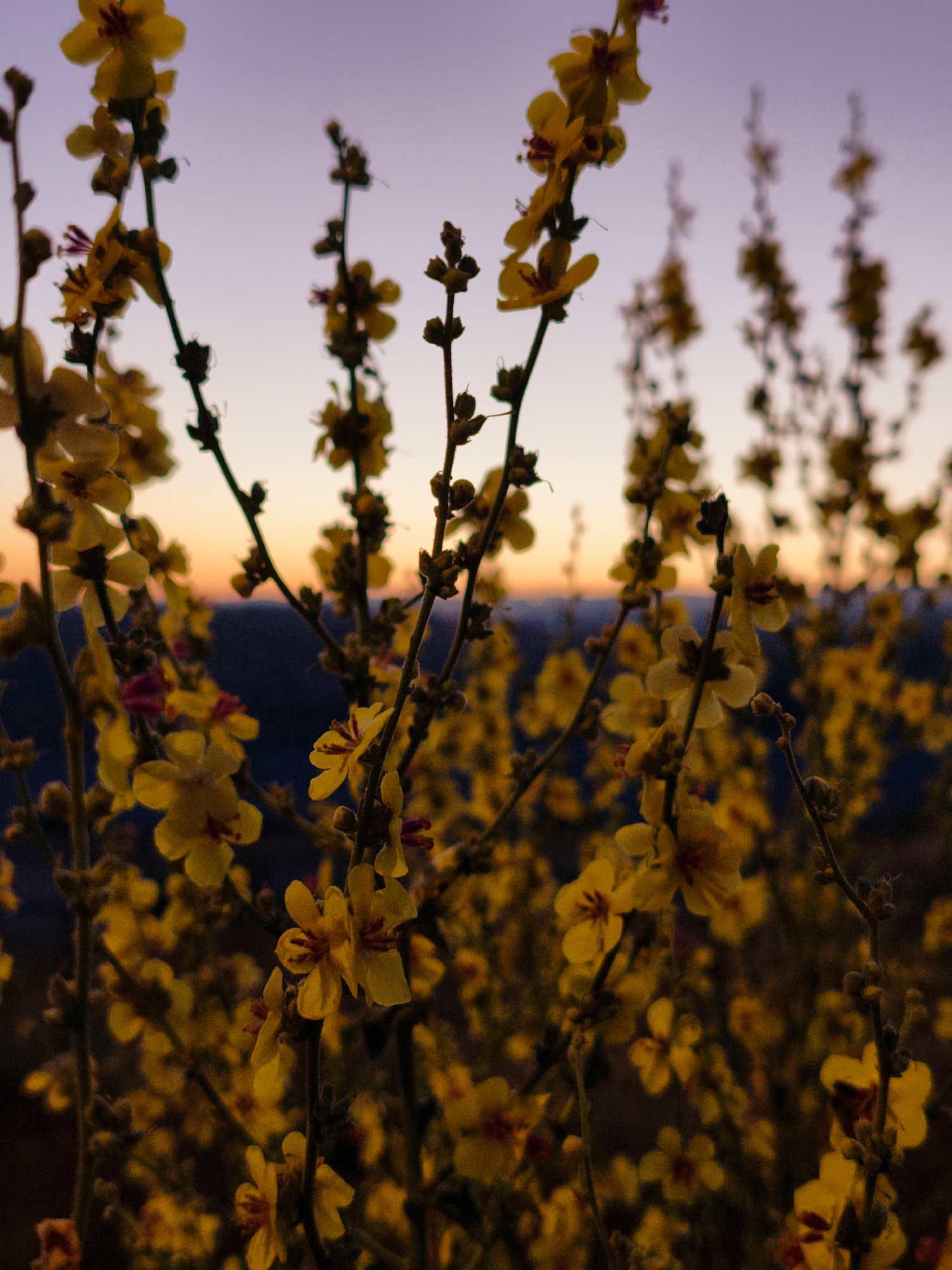 The image depicts a close-up view of yellow desert flowers against a blurred background of hills and a gradient sky. The sky transitions from a light purple at the top to a pale orange near the horizon. The foreground is dominated by several stalks of flowers, with individual blossoms in various stages of bloom. Some flowers are fully open, revealing their yellow petals and dark centers, while others are still in bud form. The lighting suggests either sunrise or sunset, casting a warm, golden hue over the scene. The location is identified as the Lachish Regional Council, Israel, an area known for its natural landscapes and diverse flora. There are no people or visible animals in the image. The focus is solely on the natural beauty of the flowering plants and the atmospheric sky.