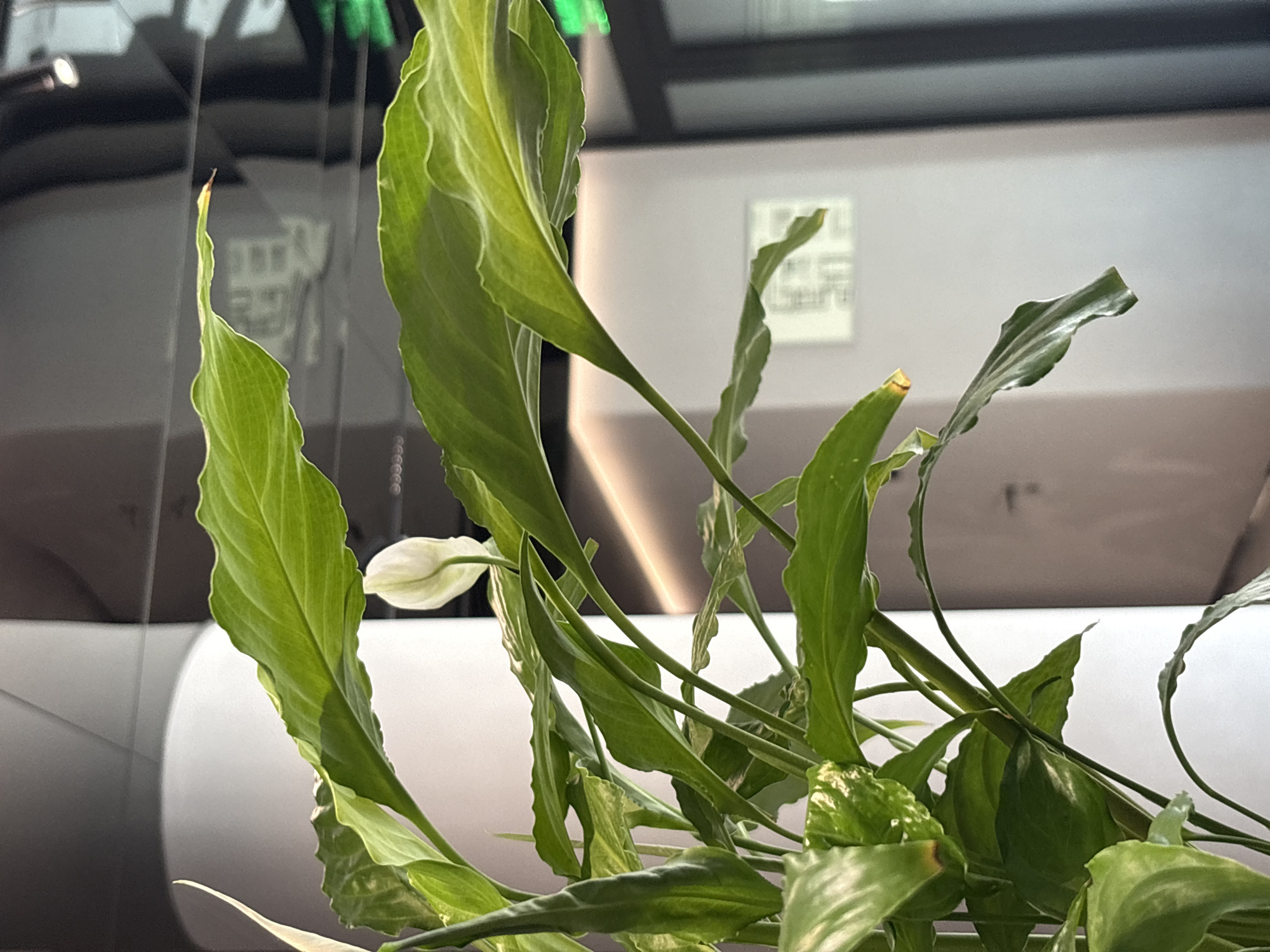 This is a close-up, eye-level photograph of a Peace Lily plant, identified as Spathiphyllum wallisii, with its characteristic white spathe and spadix bloom partially visible. The plant's lush, green, ovate leaves, some with wavy margins and light variegation, dominate the foreground. The background is blurred, suggesting an indoor environment. A large, smooth, white cylindrical pillar is visible to the left, partially obscured by the plant. Further in the background, subtle lighting accents a modern interior with a muted color palette, featuring wall paneling and reflective surfaces. The overall impression is that of an interior plant display in a contemporary space. The image was captured in Moscow, Russia.
