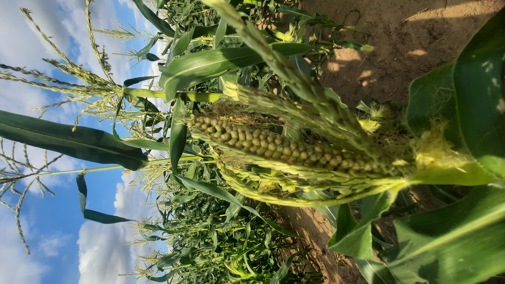 In the city of Shklov, Belarus, a close-up shot captures an immature ear of corn in a field under a partly cloudy sky. The foreground is dominated by a young corn cob, its kernels small and tightly packed, surrounded by green husks and silky tassels. The ear is oriented vertically, angled slightly towards the right. The background reveals a dense field of mature corn stalks, their broad green leaves stretching towards the horizon. The ground is a mixture of brown soil and dry dirt, with shadows cast by the corn stalks, indicating the sun is likely setting or rising. The sky above is a vibrant blue, dotted with scattered white clouds. The overall impression is one of agricultural abundance and the natural progression of a growing season.