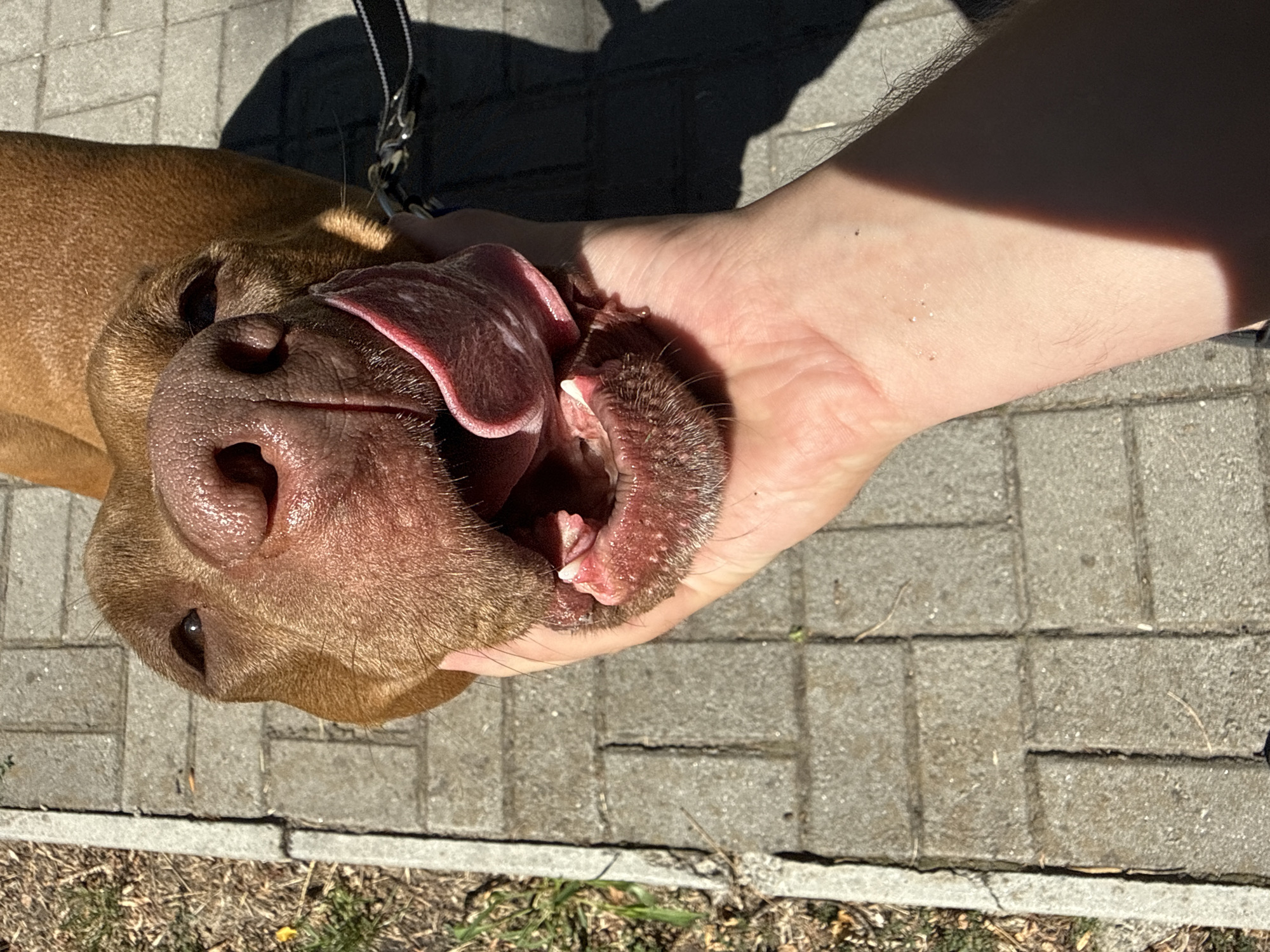 A close-up shot captures a brown dog's head being held by a human hand outdoors on a paved walkway. The dog's mouth is open, with its tongue extended and licking its nose. The dog has brown fur and a pink nose. The hand is holding the dog's muzzle. The background consists of grey paving stones and some dry grass and leaves. A black leash is visible to the right of the dog. The scene is lit by sunlight, creating shadows. The image does not provide any specific information to identify the location as Zaporizhzhia, Ukraine.