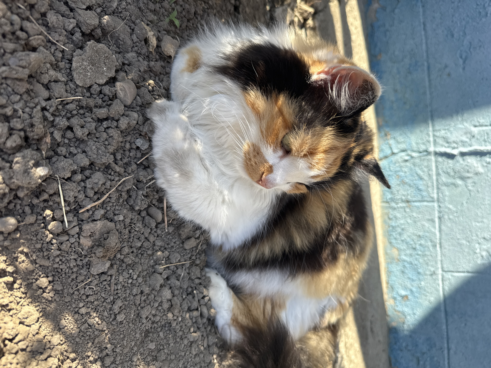 A calico cat with fluffy white, black, and orange fur is resting on dark, dry soil. The cat's eyes are closed, and its head is turned to the right. Behind the cat, a blue wall with a rough texture is visible, with sunlight casting shadows on it. The scene appears to be outdoors, possibly in a garden or yard.