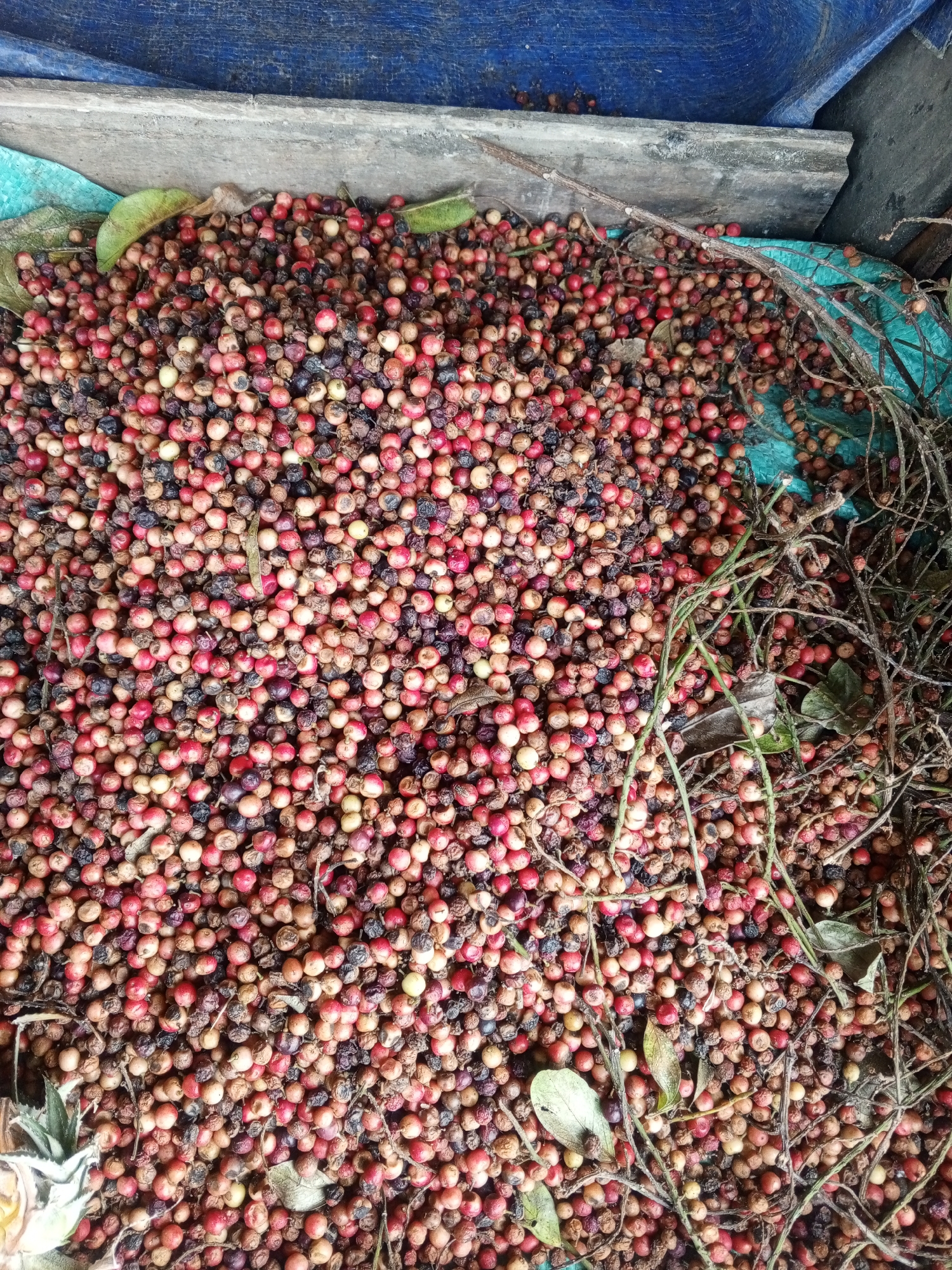 A close-up, overhead view shows a large pile of small, round berries, varying in color from light red to dark purple and brown. Some berries appear dried or shriveled, while others are plump. The berries are spread across a textured teal surface, possibly a tarp. In the background, a weathered gray wooden plank is visible, partially covered by a blue tarp or fabric. Several dry, thin branches and a few dried leaves are mixed in with the berries, suggesting they were harvested recently. The overall impression is of a harvest of wild berries, likely gathered from the natural environment of Bojong Gede, Indonesia.