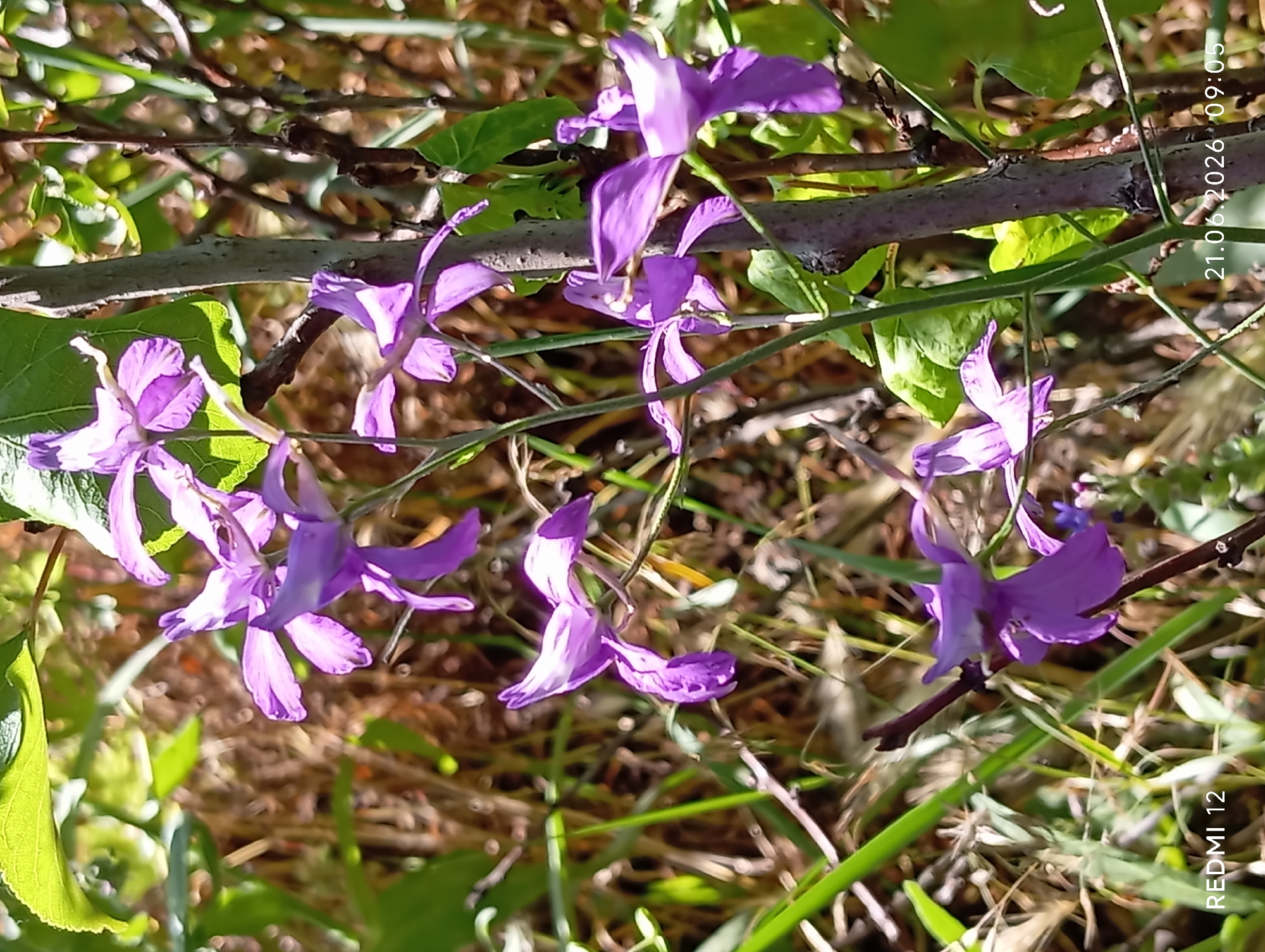 In a natural setting possibly within the city limits of Smila, Ukraine, a cluster of purple wildflowers with delicate, spurred petals are in bloom. The flowers are primarily on the left and center of the frame, with some blooms in focus and others softly blurred due to the shallow depth of field. They are attached to thin, green stems, with a thicker, grey-barked branch running vertically through the center of the image. Lush green leaves and dry, brown foliage form the background, suggesting a warm-weather season. The lighting indicates a sunny day, casting dappled shadows and highlighting the vibrant colors of the flowers. The bottom left corner of the image displays the text "REDMI 12", and the bottom right corner shows the date "21.06.2026" and time "09:05", indicating this is a photograph taken with a mobile device. No people are present in the scene.