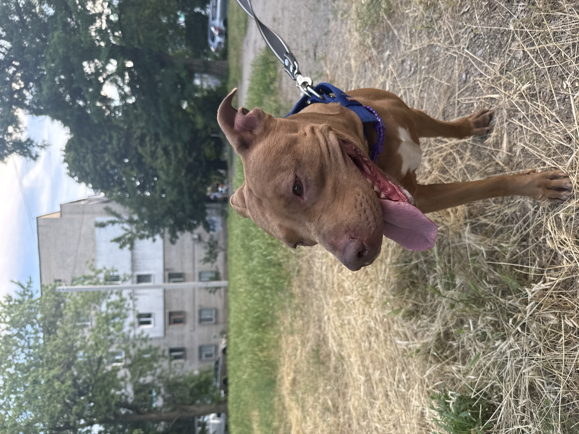 A brown pit bull dog with its tongue hanging out is in focus, looking to the right. The dog is wearing a blue collar. It is leashed by a black leash. The dog is in an outdoor setting with dry, brown grass in the foreground and a patch of green grass behind it. In the background, there is a building with multiple windows and trees. The sky is visible above the trees, appearing bright, suggesting daytime. The scene is likely in Zaporizhzhia, Ukraine. The dog appears happy or relaxed. There is no visible text in the image.