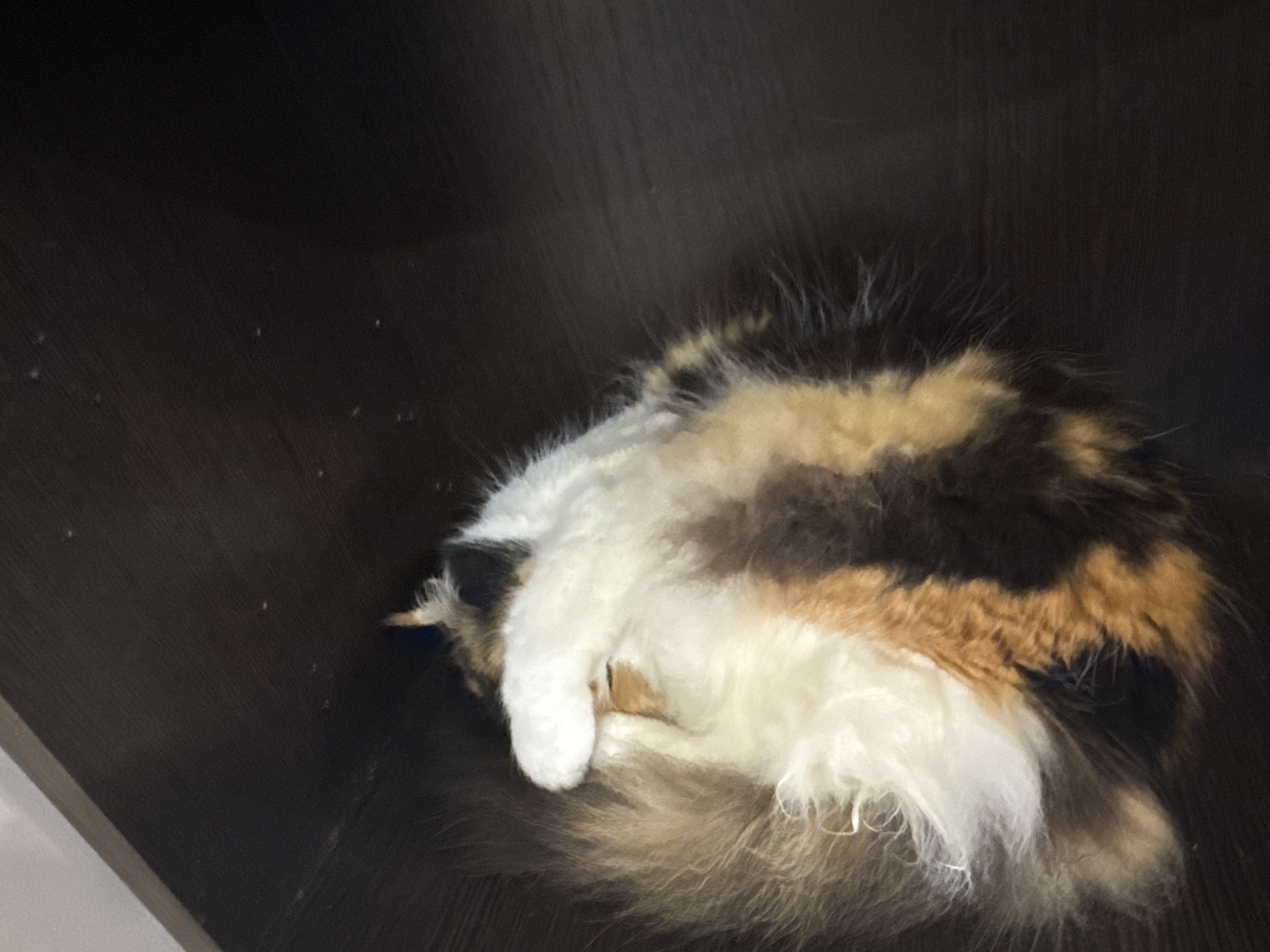 A cat is curled up and sleeping in a dark compartment. The cat has calico fur, with white, black, and orange patches. The compartment appears to be inside a piece of furniture, perhaps a shelf or cabinet. The location of the image is not discernible.