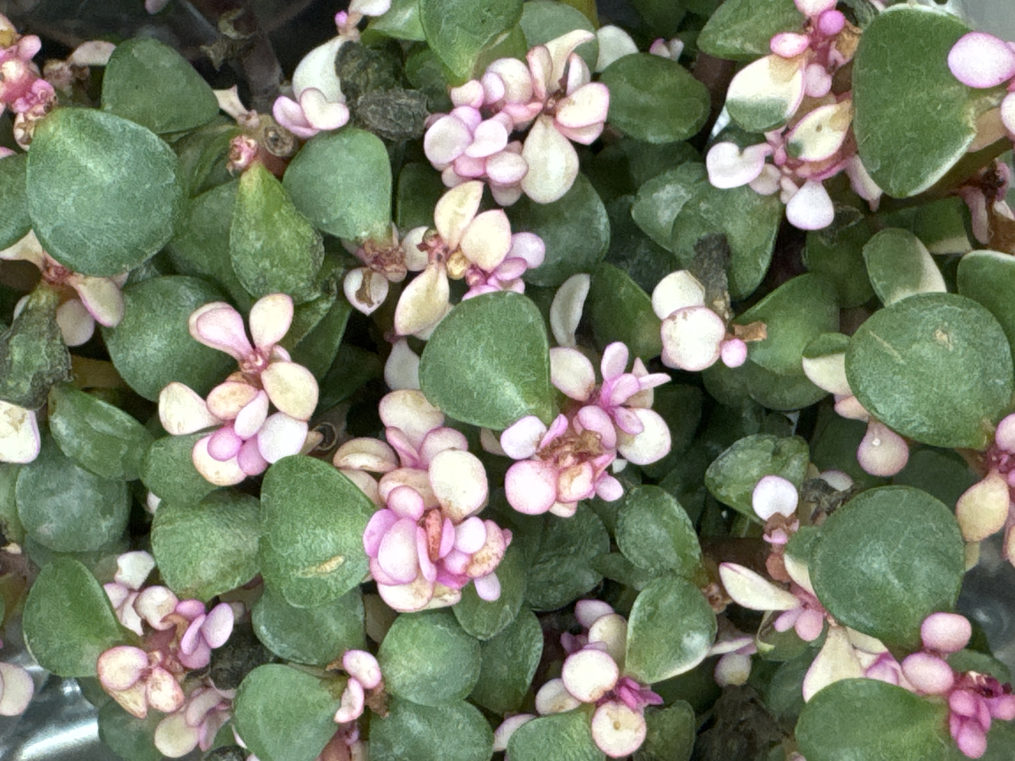 The image displays a close-up, overhead view of a dense cluster of small, succulent plants. The plants have round, green leaves, interspersed with clusters of tiny pink and white flowers. The overall texture is lush and leafy. The image is a photograph taken in the city of Rozhdestvenskaya, Russia, and is a detailed study of the plant life present.