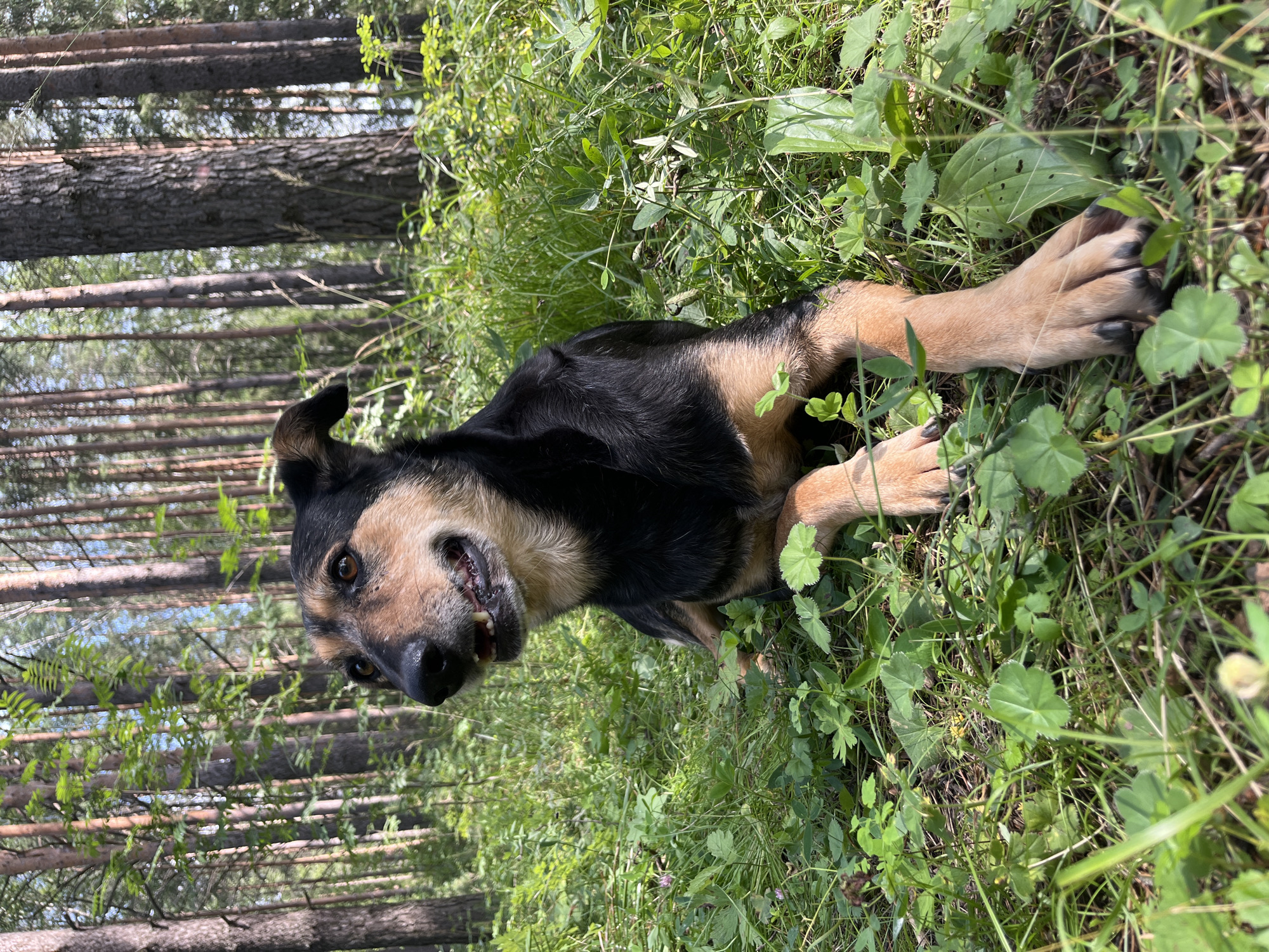 A medium-sized, mixed-breed dog with black and tan fur lies in a patch of grass and clover in a sun-dappled forest. The dog is facing to the left, with its head turned slightly towards the camera. Its mouth is open, and its tongue is visible. The dog's paws are visible in the foreground, resting on the grass. The background consists of a dense forest of pine trees, with sunlight filtering through the branches. The location is identified as the city of Nizhny Tagil, Russia.