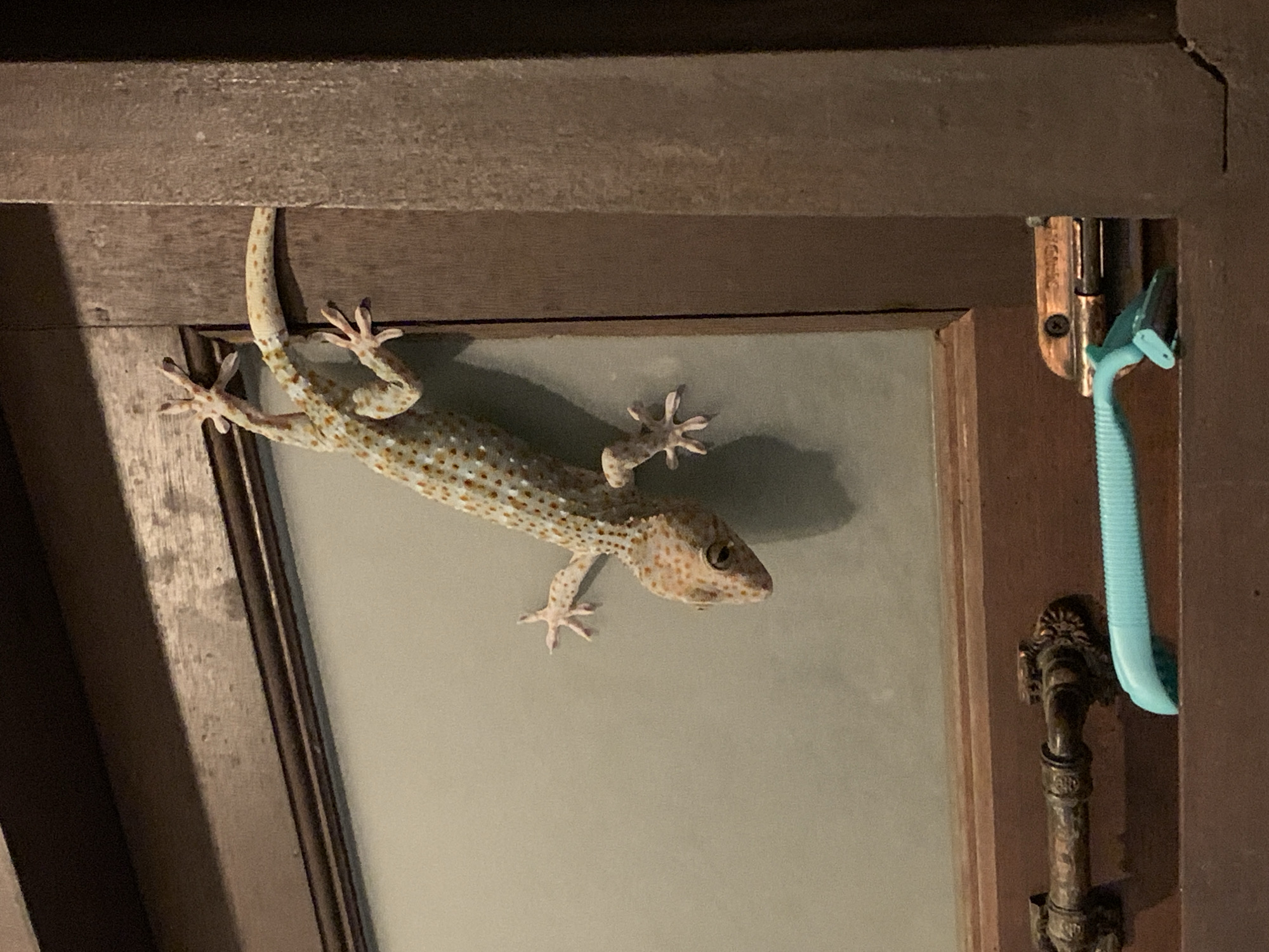 A Tokay gecko with light-colored skin covered in orange spots is clinging to a wooden door frame with a frosted glass panel. The gecko is positioned vertically, facing downwards, with its front legs gripping the frame and its back legs extended. Below the gecko, on a wooden surface, lies a teal and light blue razor. The wooden door frame appears to be dark brown and has visible grain. A metallic door handle or latch mechanism is mounted on the lower part of the door. The background is dimly lit, suggesting an indoor or evening setting.