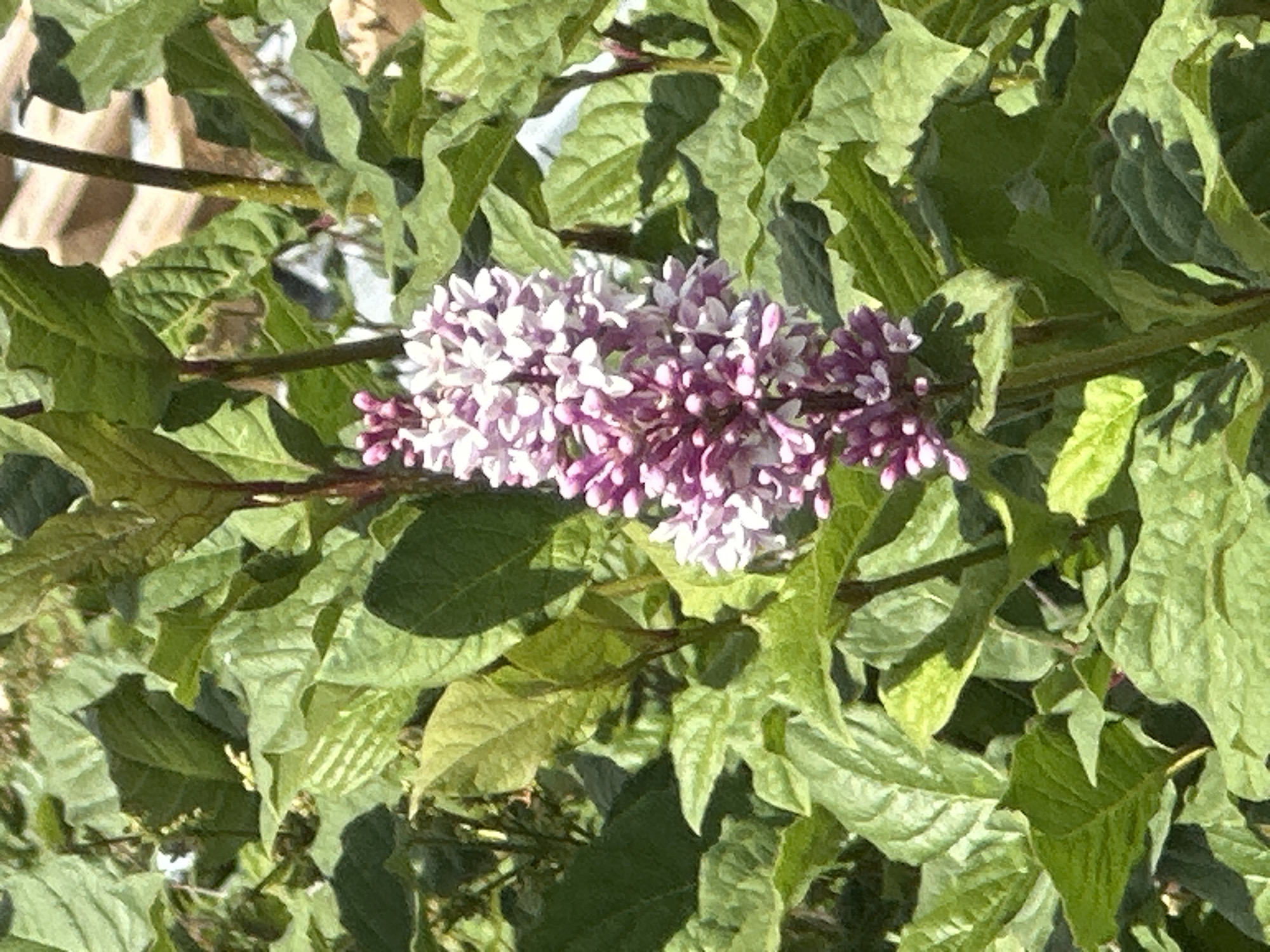 A cluster of light purple and white lilac flowers are in full bloom, set against a backdrop of lush green leaves. The flowers are densely packed on a stalk, with individual blossoms appearing delicate and star-shaped. The leaves are broad and have a slightly wrinkled texture, casting shadows in the bright sunlight. The image is a close-up, focusing on the floral subject. The background is slightly out of focus, suggesting it is an outdoor setting, likely a garden or park. There are no people or animals visible in the image. There is no discernible information that would indicate the location is Podolsk, Russia.