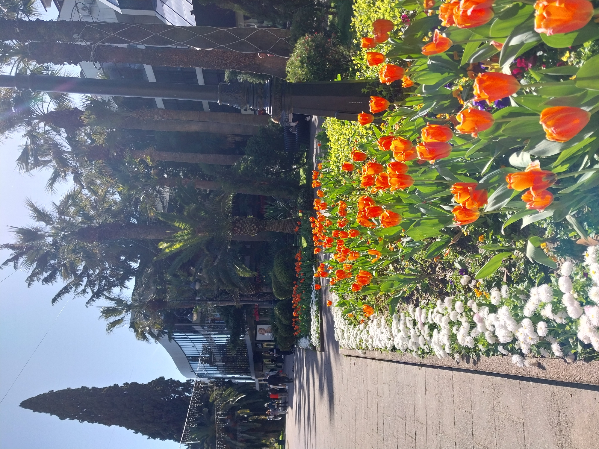 This image captures a vibrant and sunny outdoor scene, likely a public garden or promenade in Sochi, Russia. A paved walkway extends from the foreground into the distance on the right side of the frame.
On the immediate right of the walkway, a colorful flowerbed bursts with rows of brilliant orange tulips, their green leaves providing a rich contrast. Below the tulips, bordering the path, is a dense band of white, daisy-like flowers, possibly Bellis perennis. Further back among the tulips, hints of purple and yellow flowers can be seen. To the left of the walkway, numerous tall palm trees with sturdy trunks and lush green fronds line the area, casting long shadows across the path. In the far background on the left, a tall, dark, conical evergreen tree, possibly a cypress, stands prominently against the clear blue sky.
A dark, ornate lamppost with a fluted column and decorative base is positioned centrally, separating the flower beds from the palm trees. Behind the palm trees on the left, a modern building with a curved roofline and extensive glass windows is visible, reflecting the bright sky. Below the lamppost, a black bench offers a spot for relaxation. Decorative string lights are strung between some of the trees in the background. The walkway itself is composed of light-colored paving stones.
A few individuals are casually strolling along the paved walkway in the mid-ground, while at least one person is seated on the black bench near the lamppost, enjoying the serene atmosphere. The long shadows cast across the path suggest it is either late morning or early afternoon. The weather is clear and sunny, contributing to the bright and inviting ambiance. The abundance of palm trees and vibrant flowers is characteristic of the subtropical climate of Sochi. The scene conveys a peaceful and leisurely mood. No legible text is visible in the image.