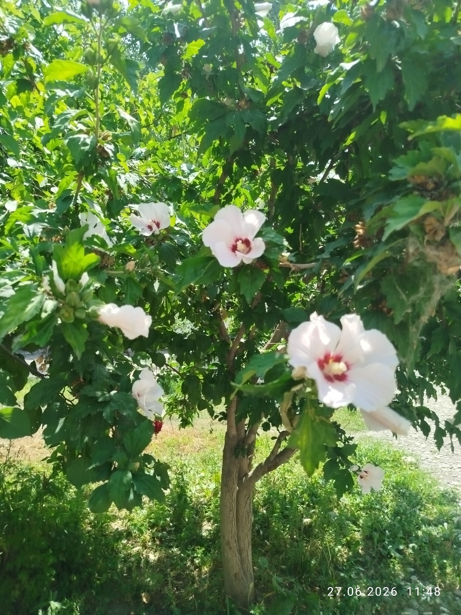 In Özgön, Kyrgyzstan, a tree with green leaves and white hibiscus flowers is pictured in the foreground. The flowers have red centers and their petals are tinged with pink. The tree is located in a grassy area with some stones. The image was taken on June 27, 2026, at 11:48.