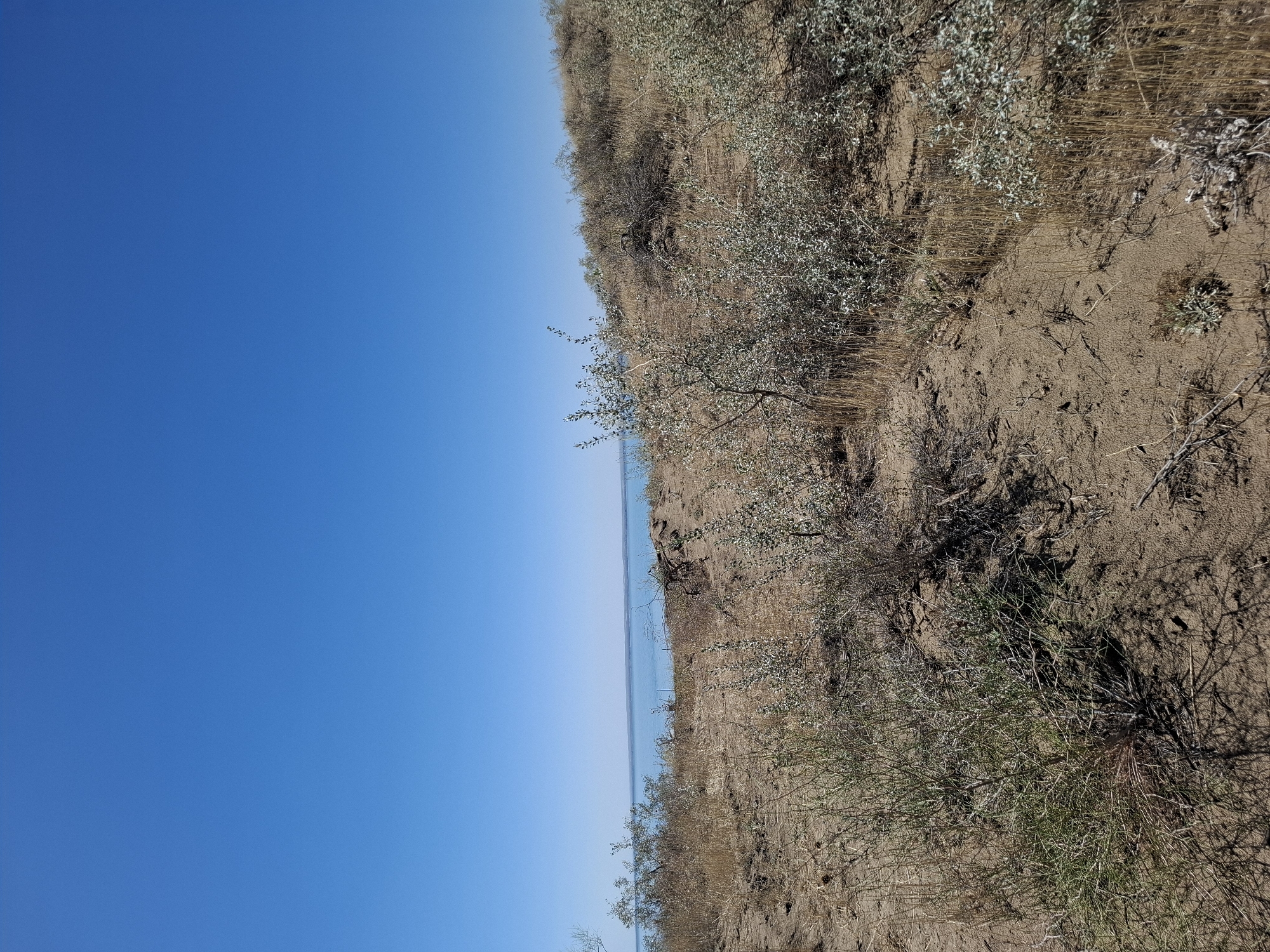 This is a landscape photograph taken on a clear, sunny day. The scene depicts a sandy, arid environment with sparse vegetation, characteristic of a desert or steppe region. In the foreground, there are dry grasses and low-lying shrubs with small, silvery leaves. The terrain is uneven, with small sandy mounds and depressions. In the mid-ground, a ridge of similar vegetation and sandy soil rises. In the background, a vast expanse of calm, blue water stretches to the horizon, meeting a clear, pale blue sky. The horizon line is flat, suggesting a large body of water such as a lake or sea. The photograph captures a natural landscape, likely a coastal or lakeside desert. The location is identified as being in the vicinity of the city of Qonaev, Kazakhstan, known for its proximity to Lake Kapchagay, which aligns with the visual elements of the image. There are no people or man-made structures visible in the image, focusing entirely on the natural environment.