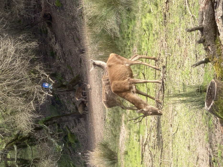 This image displays a natural outdoor scene in the city of Mafra, Portugal, characterized by a mix of forested areas and clearings. In the foreground, a light brown deer with small antlers is observed grazing on short green grass, positioned centrally. Behind it, another lighter brown deer stands facing left. The immediate ground consists of green grass, patches of bare earth, and scattered dry branches. A moss-covered tree stump is visible in the lower-left, and a mossy fallen log lies in the lower-right.
The midground features a dirt clearing where a dark brown wild boar is foraging near a small stone on the left, adjacent to another light brown deer. A second, smaller wild boar is partially visible further back in this clearing.
The background is dominated by a densely wooded uphill slope with numerous trees, many exhibiting bare branches alongside some green foliage. The ground on the slope is dark soil with patches of moss and sparse undergrowth. A blue plastic bucket, appearing to be a feeder, is suspended from a tree branch in the upper-left background. A small dark wild boar is visible higher up the slope on the right. Additional indistinct animal shapes are present deeper within the wooded section. No human subjects are present in the scene.