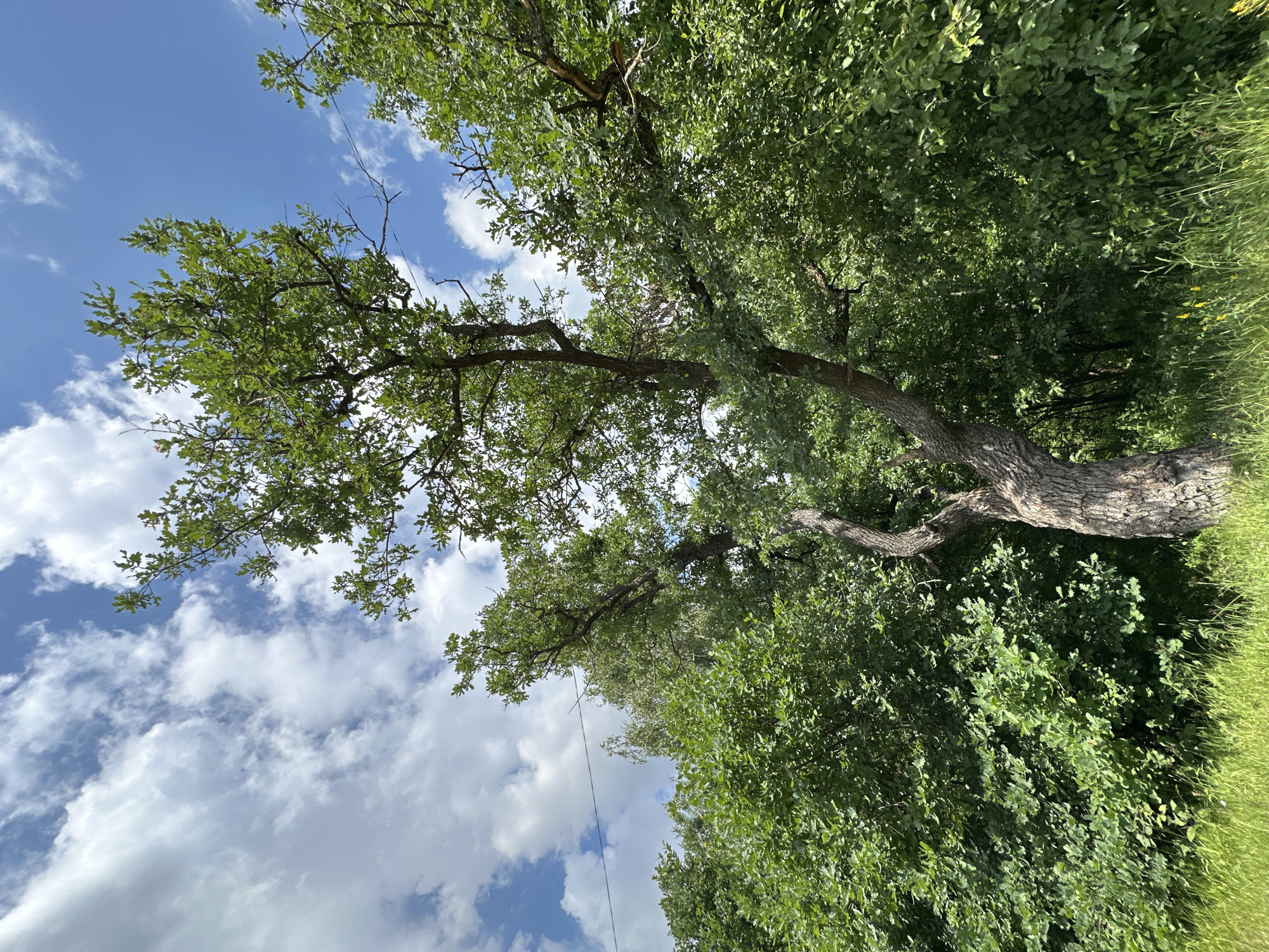 A low-angle, wide shot captures a gnarled tree with textured bark in the foreground, its branches extending upwards into a bright blue sky dotted with fluffy white clouds. Lush green foliage surrounds the tree, forming a dense wall of leaves. A thin black wire stretches horizontally across the upper portion of the frame, suspended against the sky. The scene suggests an outdoor natural environment, possibly on the outskirts of Vladimir, Russia, given the context. No people are visible.