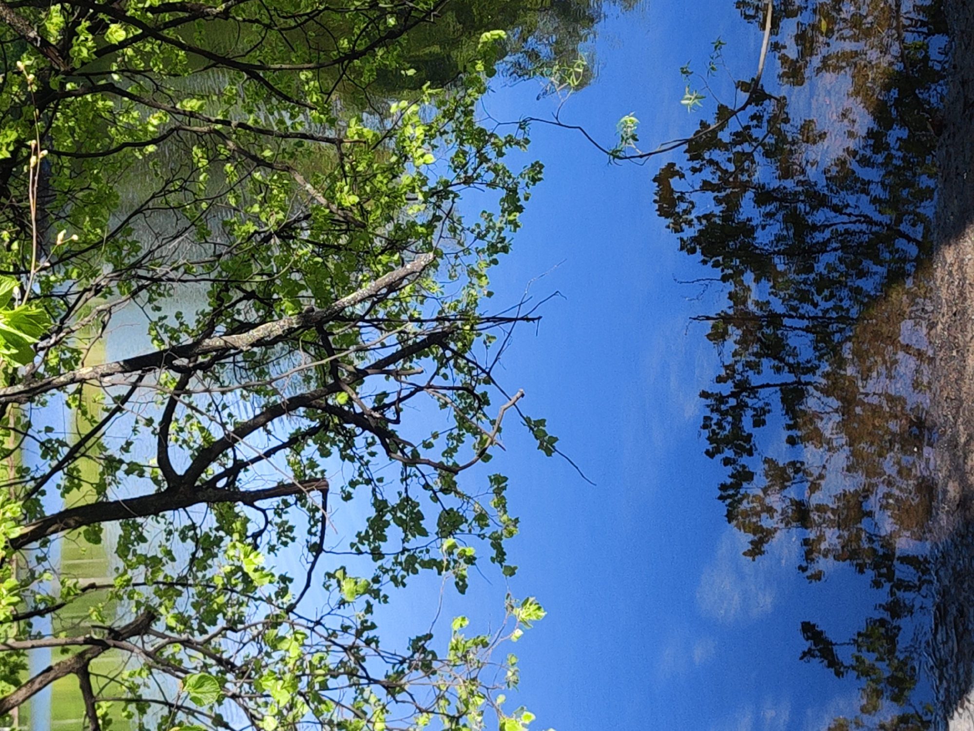 The image shows a body of water reflecting the sky and trees. On the left side of the image is a tree with green leaves. The branches extend across the frame, partially obscuring the view of the water and sky. The water reflects the blue sky, with a few white clouds visible as reflections. On the right side of the image, there is a reflection of trees and what appears to be a bank or shore. The reflection is slightly blurred due to the water's surface. The scene is a natural setting, likely near a body of water in a park or wooded area. The location is St. Petersburg, Russia.